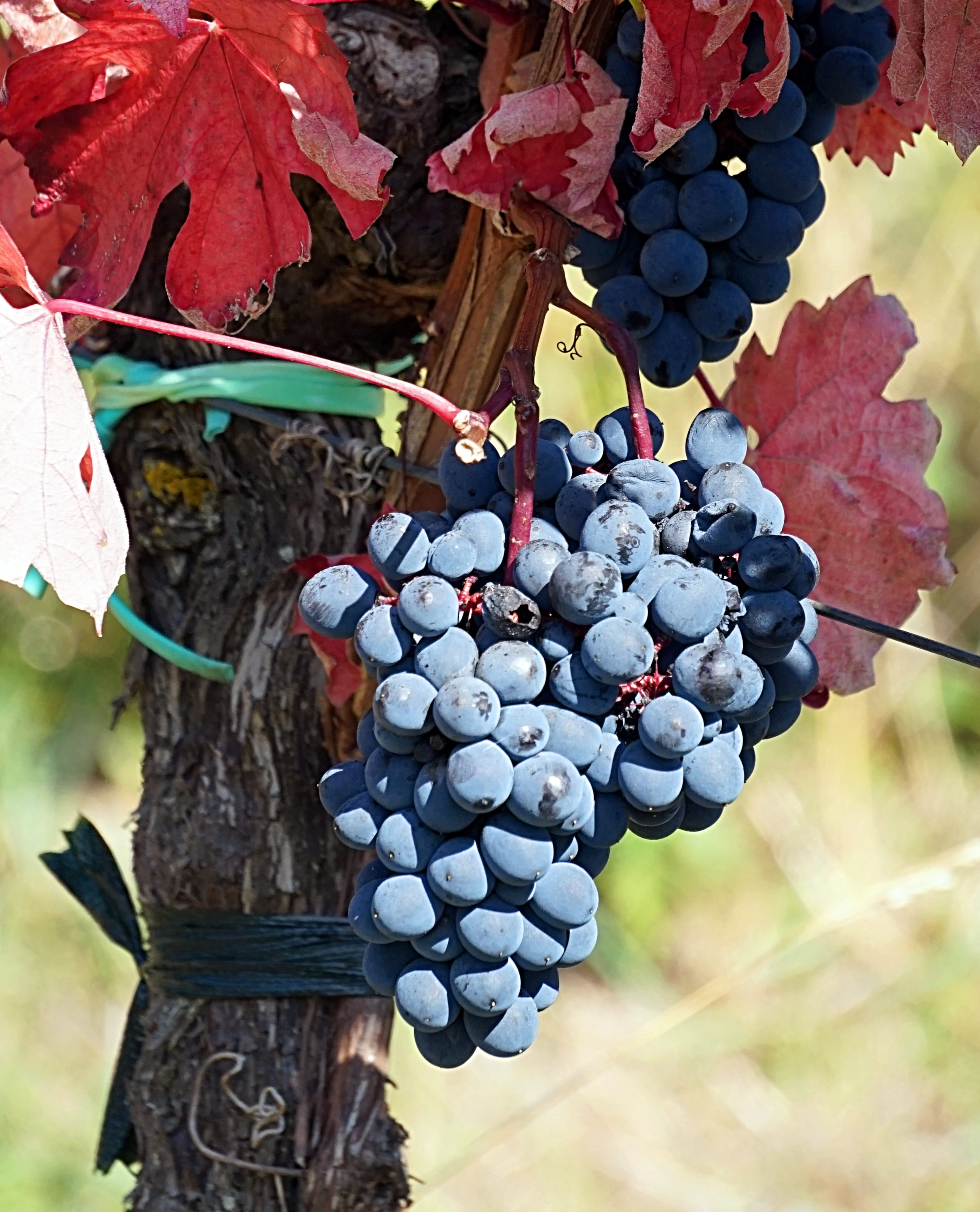 wine, 2K, grape, healthy eating, agriculture, winemaking, plant part, growth, vine, grapes, close-up, grapevine, vineyard, ripe, fruit, harvest, food and drink, Phone HD Wallpaper