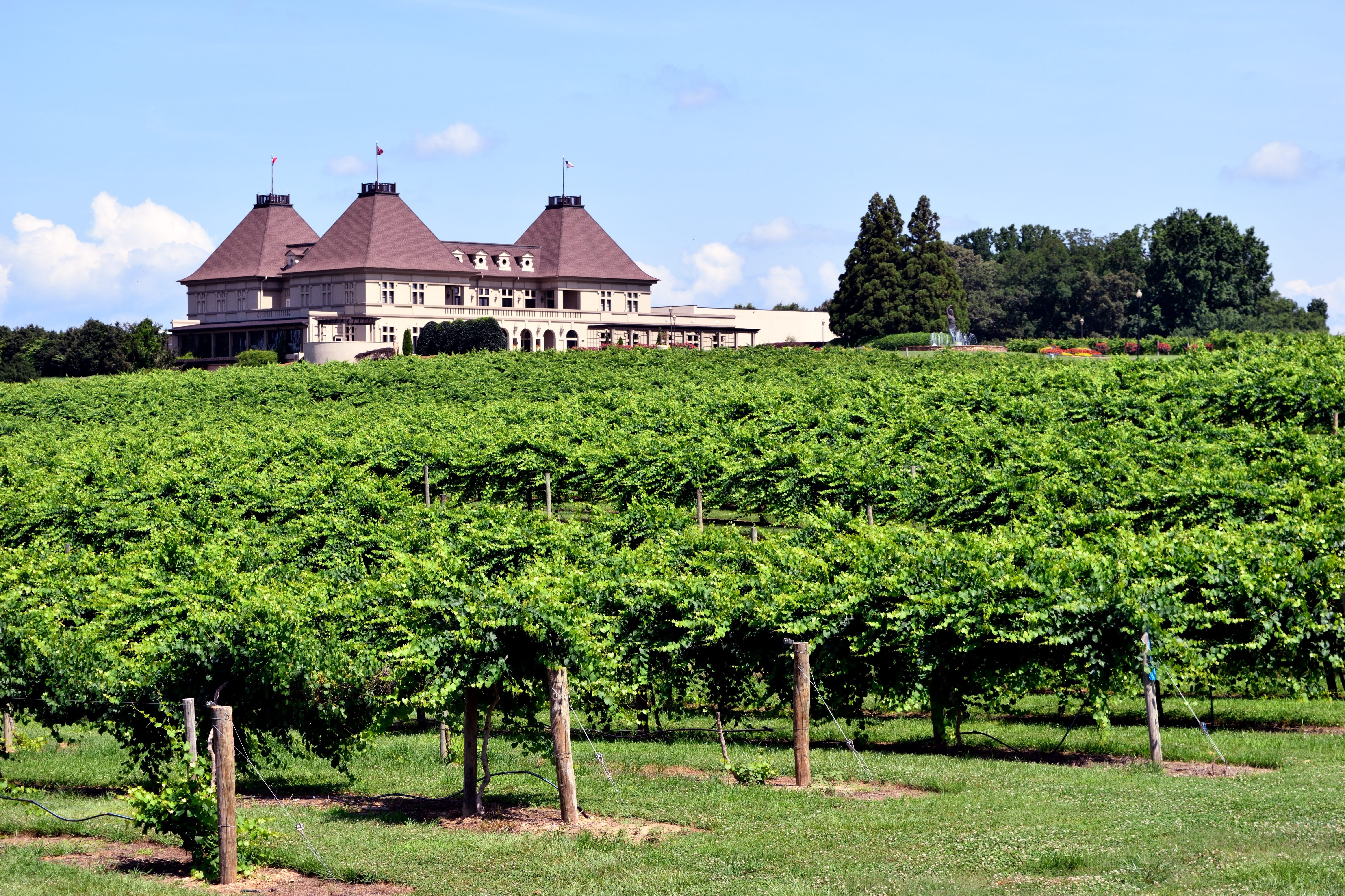 building exterior, winery, building, wine, green color, grow, agriculture, architecture, landscape, leaf, vineyard, fruit, wine making, no people, plant, HD Wallpaper
