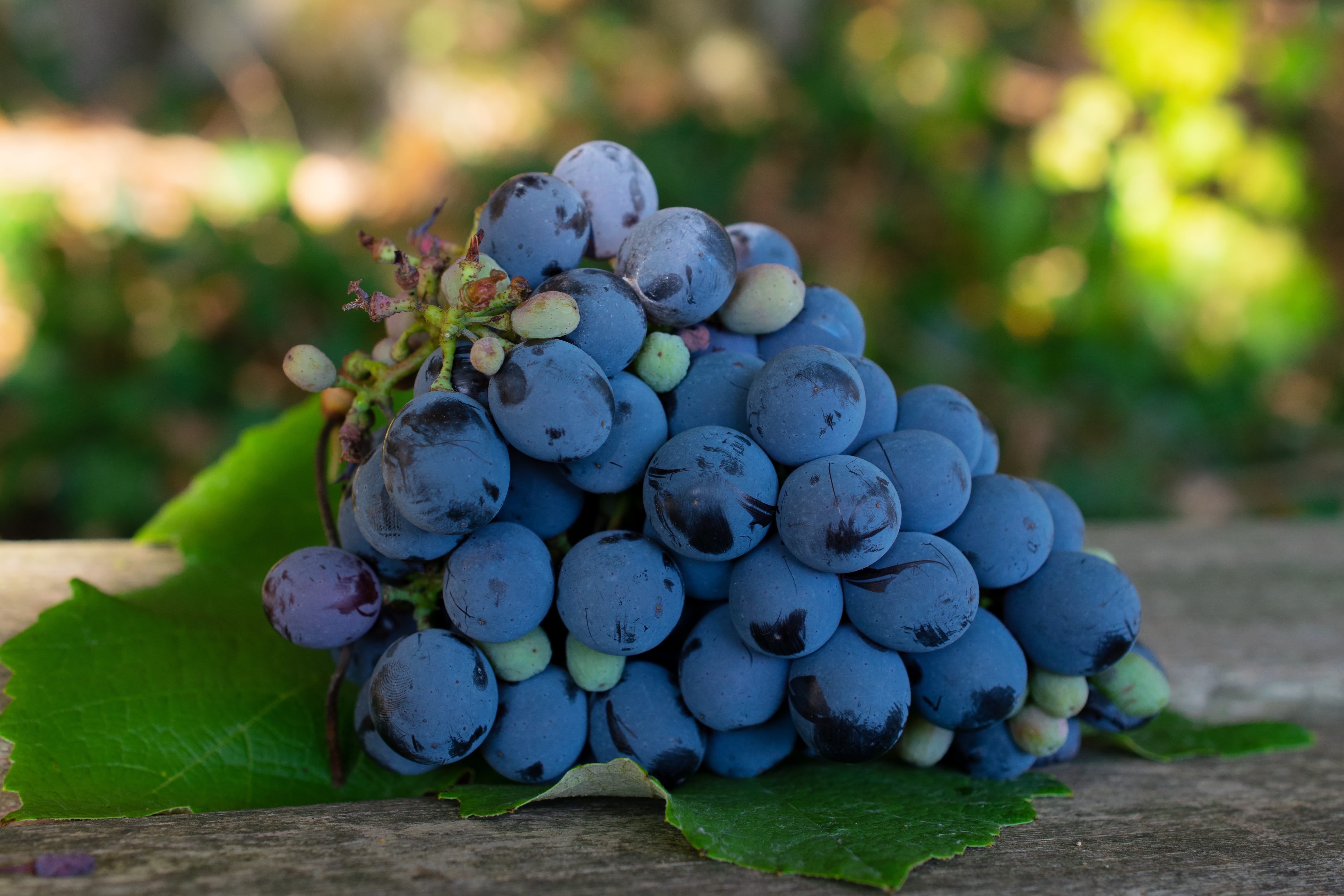 focus on foreground, macro photography, wine, food and drink, sweet, vines, blueberry, grape, macro, napa vineyard, grape varieties, close up, freshness, HD Wallpaper