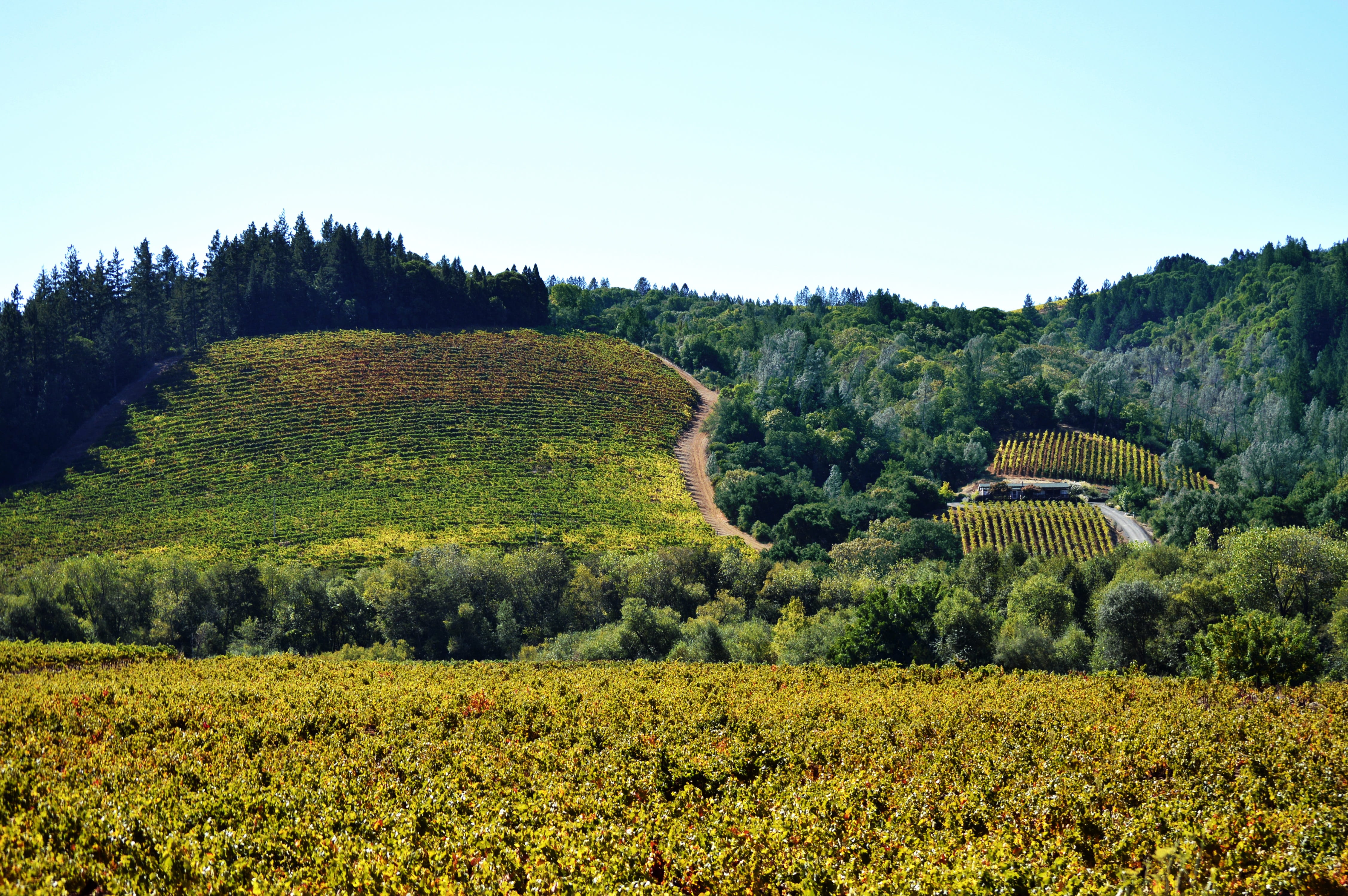 midday, sonoma, afternoon, outdoor, environment, wine, land, natural, valley, day, clear sky, growing, no people, tranquility, scenics - nature, dry creek, HD Wallpaper