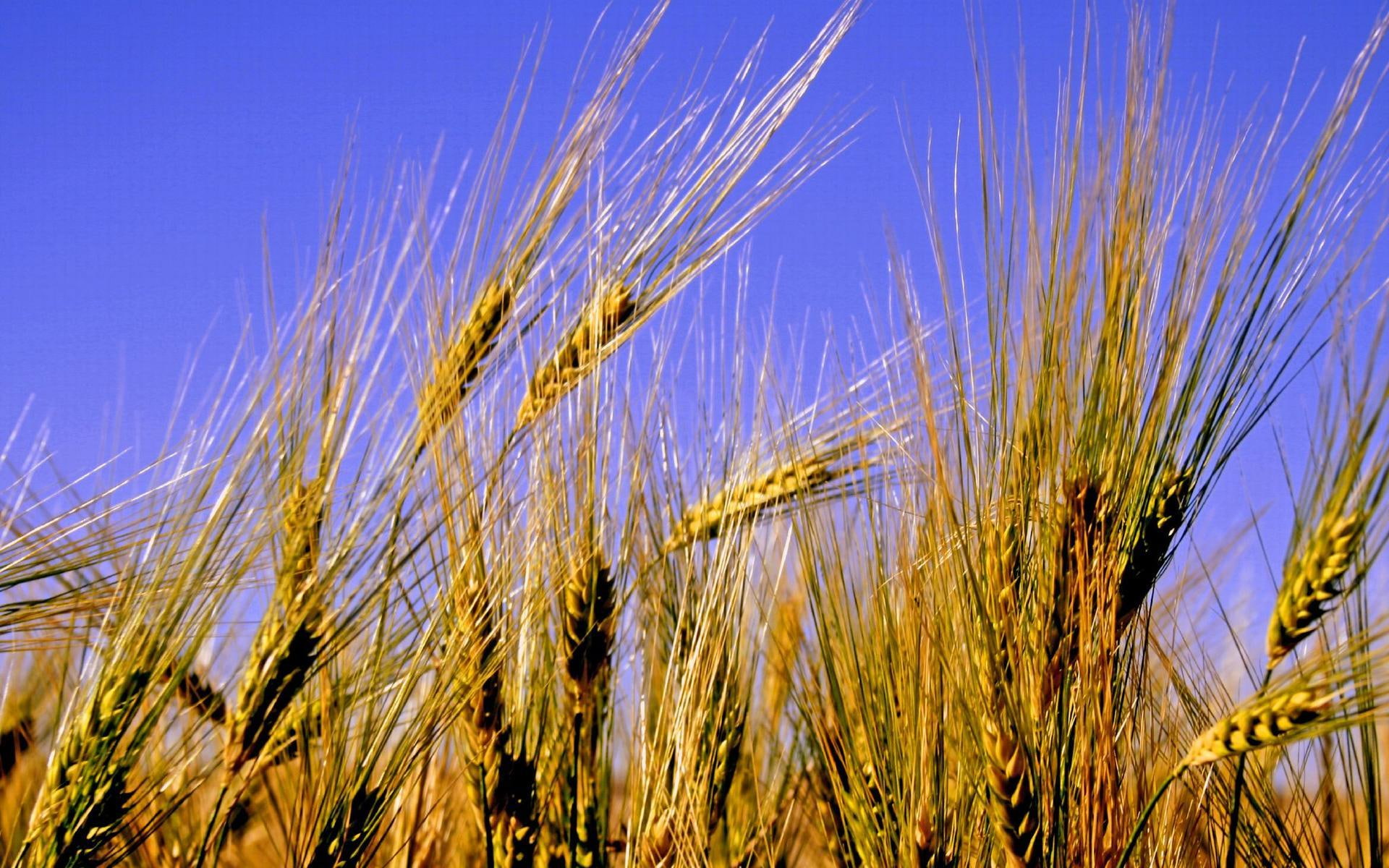bread, daily, wheat, field, 1080P, gold, nature and landscapes, HD Wallpaper