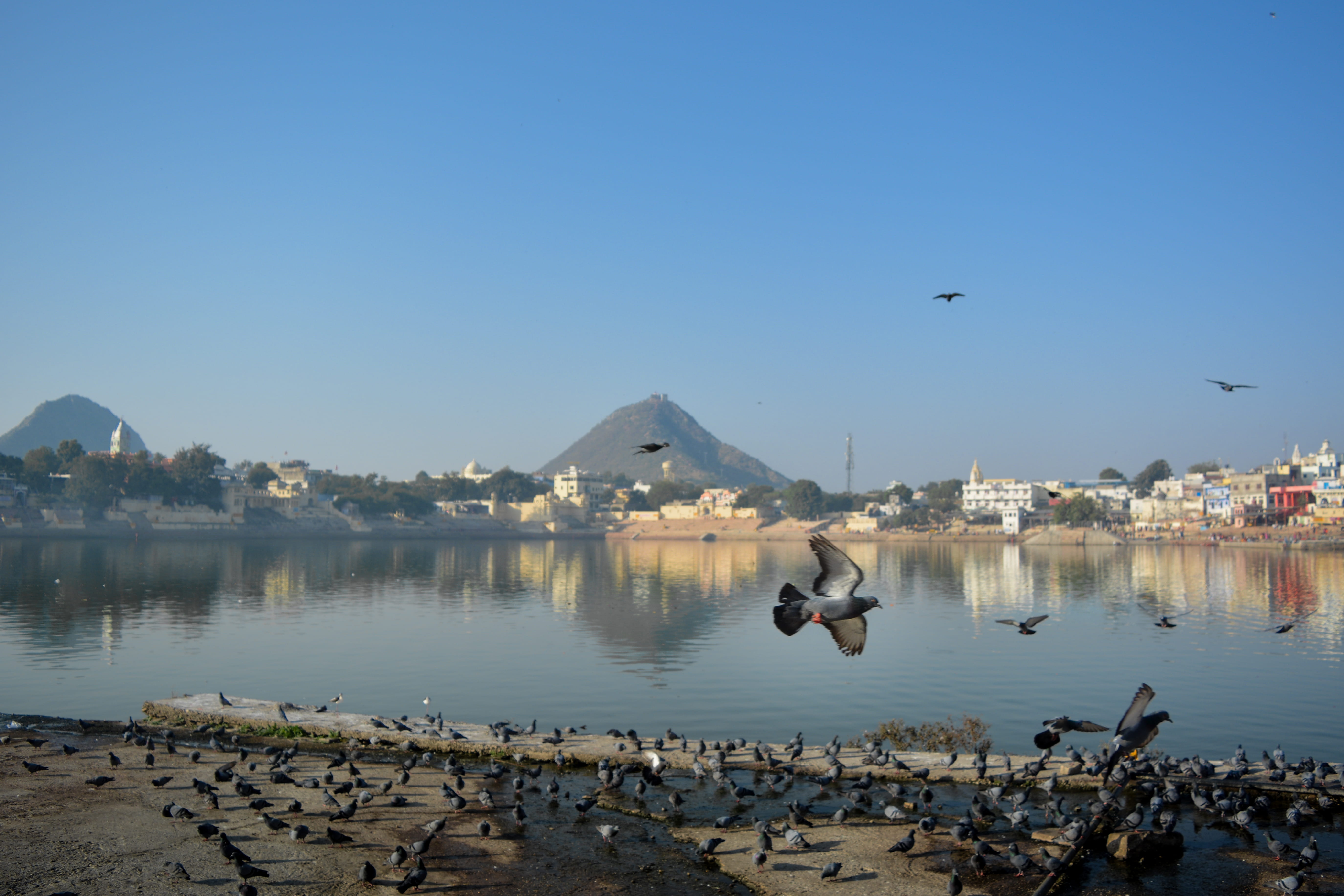 animals in the wild, birds, holy land, rajasthan, group of animals, building exterior, india, beauty in nature, no people, built structure, clear sky, water, HD Wallpaper