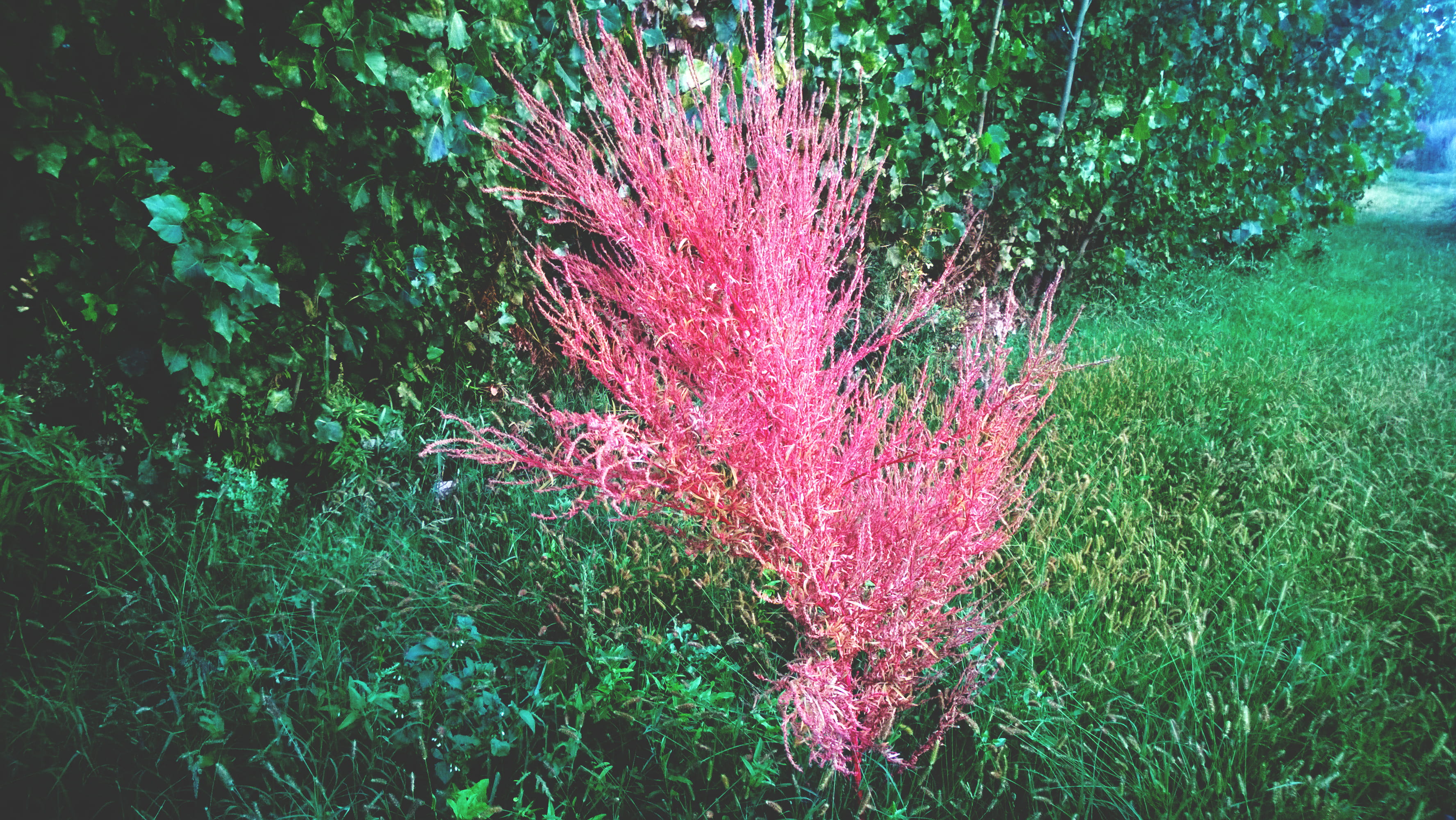 green color, petaled, tree, no people, garden, day, flower, pink color, growth, 2K, leaves, land, blur, high angle view, holi, field, multi colored, full frame, HD Wallpaper