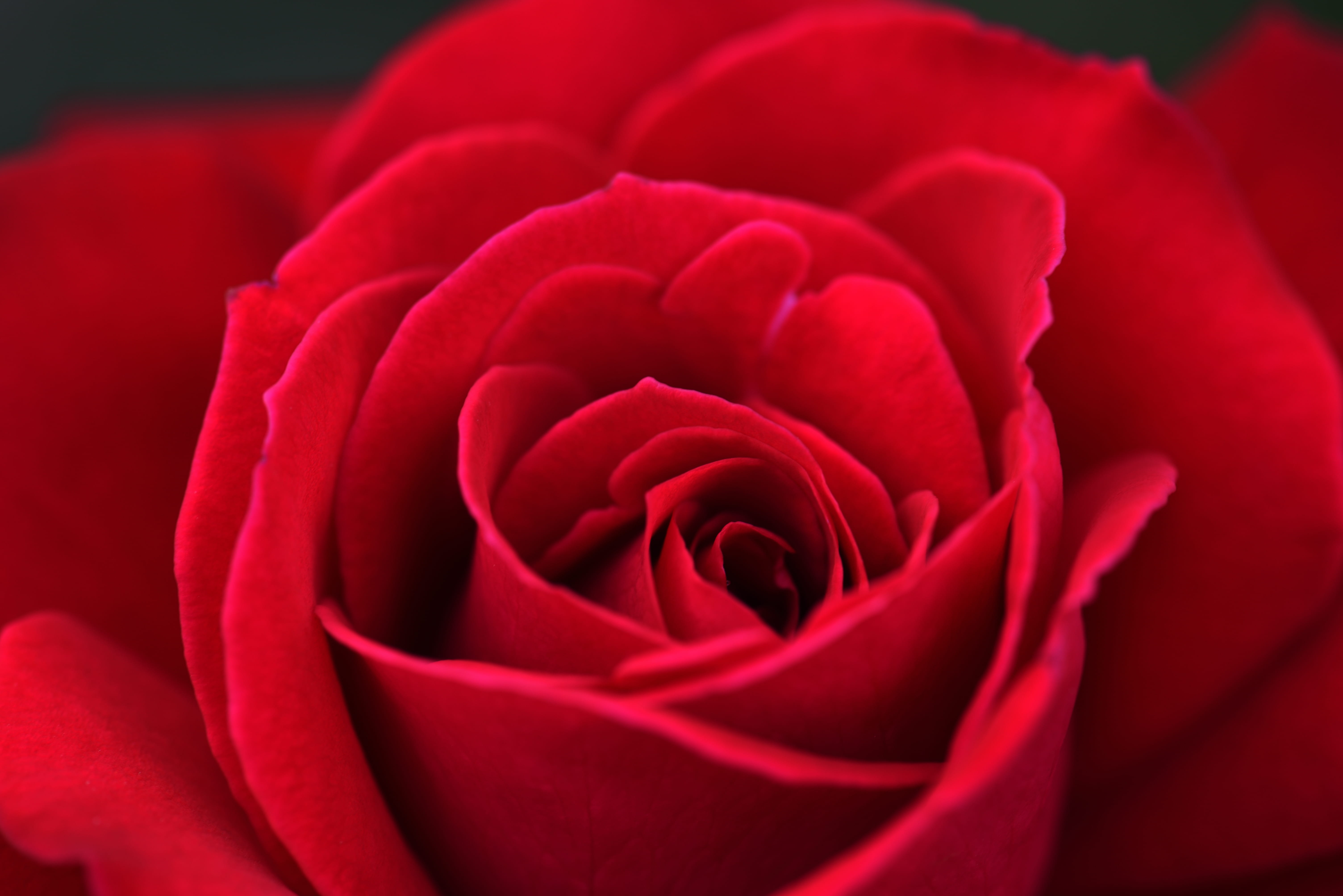 petal, bloom, botanical, Red Rose, flower, flora, beautiful, natue, blooming, flowering plant, no people, roses, plant, love, positive emotion, fragility, HD Wallpaper