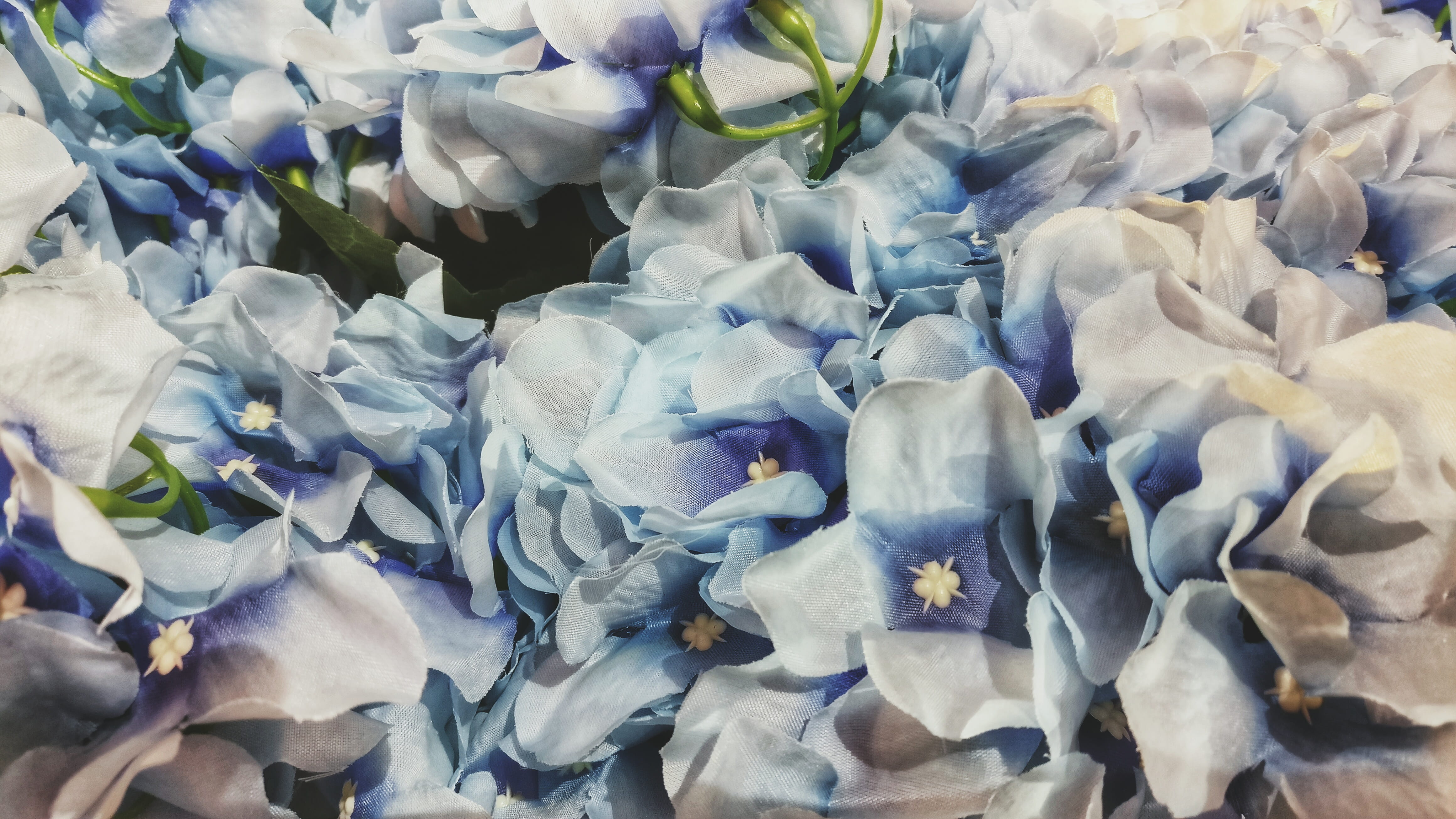 full frame, backgrounds, close-up, flower head, purple, large group of objects, flowering plant, blue, 4K, high angle view, bouquet, inflorescence, vulnerability, HD Wallpaper
