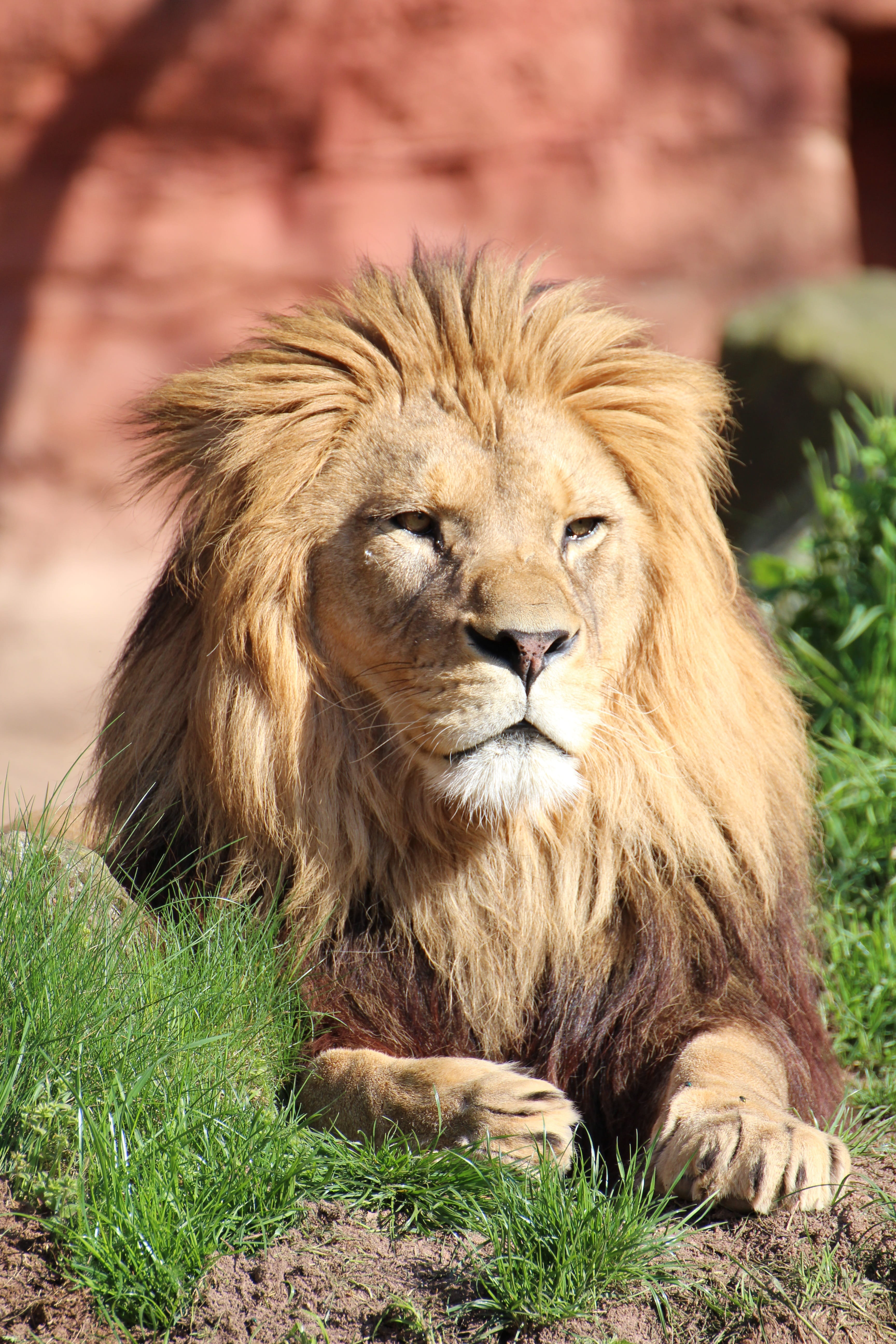 plant, outdoors, lion - feline, nature, animal themes, land, lion, focus on foreground, 5K, one animal, cat, portrait, zoo, animal, feline, field, hanover, Phone HD Wallpaper