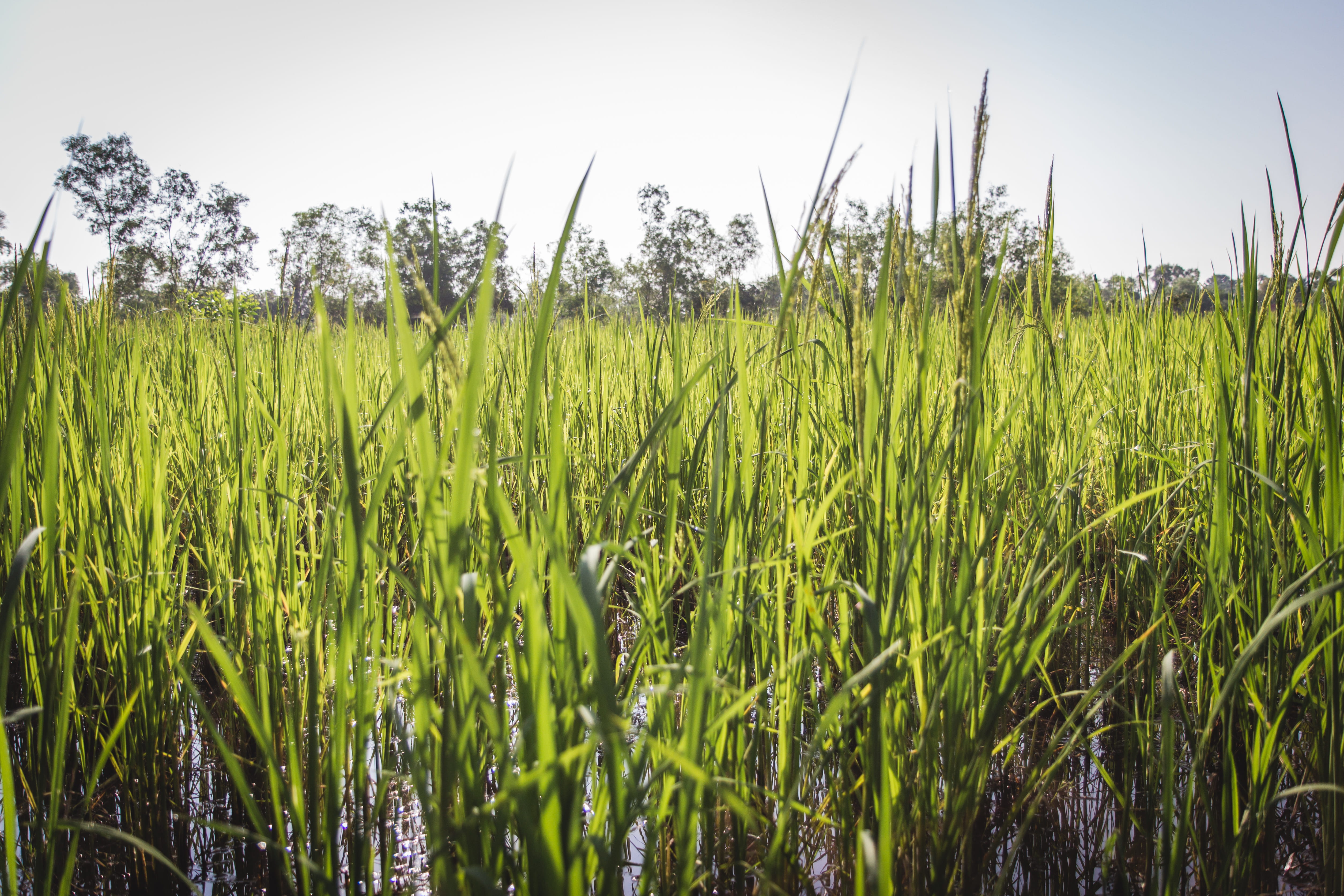 krong siem reap, tranquil scene, field, scenics - nature, no people, landscape, rice field, tranquility, green color, cereal plant, 4K, outdoors, rural scene, HD Wallpaper