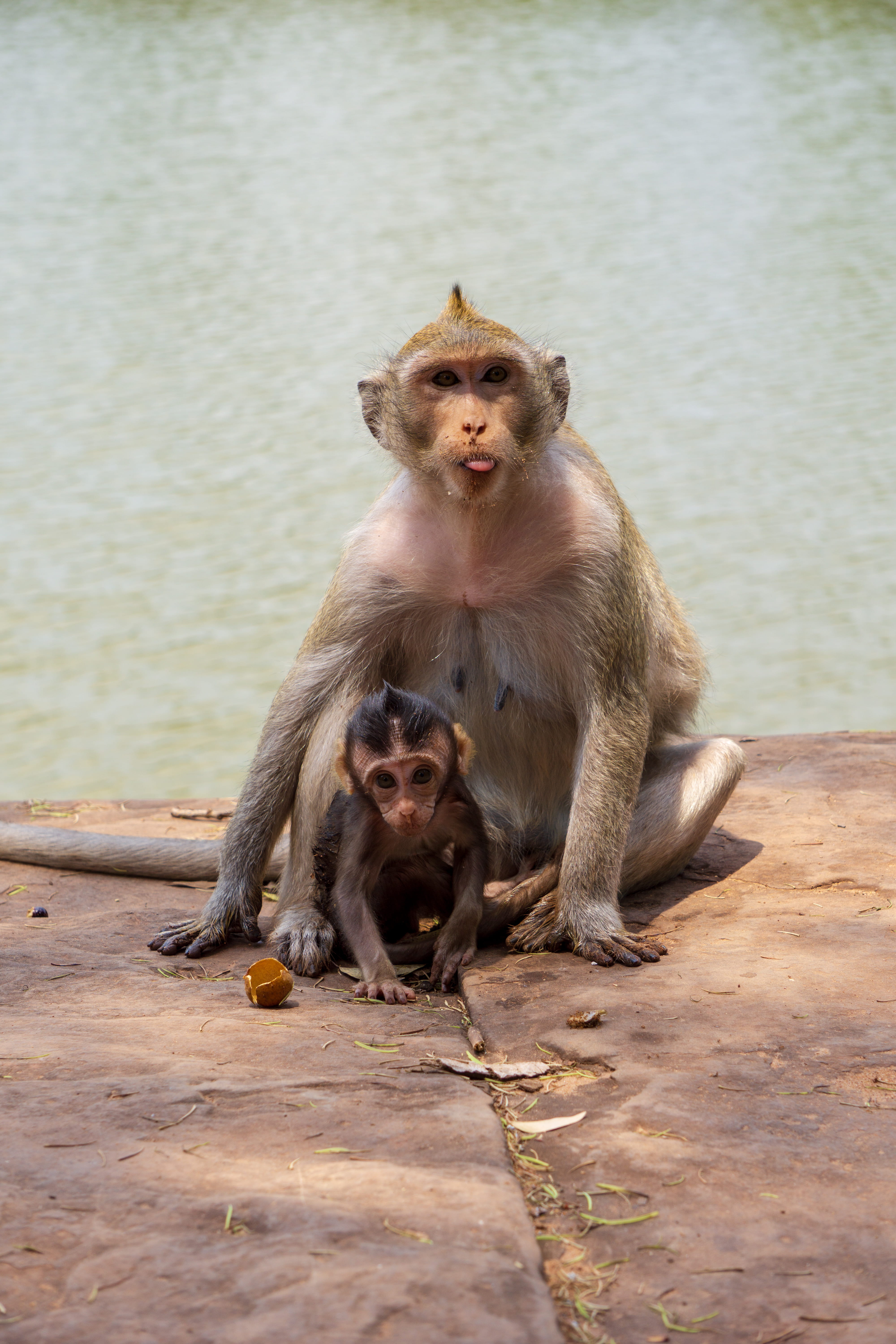 lake, monkey, sitting, animals, togetherness, tongue, baby, care, young, mammal, animal themes, looking away, cambodia, 5K, animals in the wild, animal family, Phone HD Wallpaper