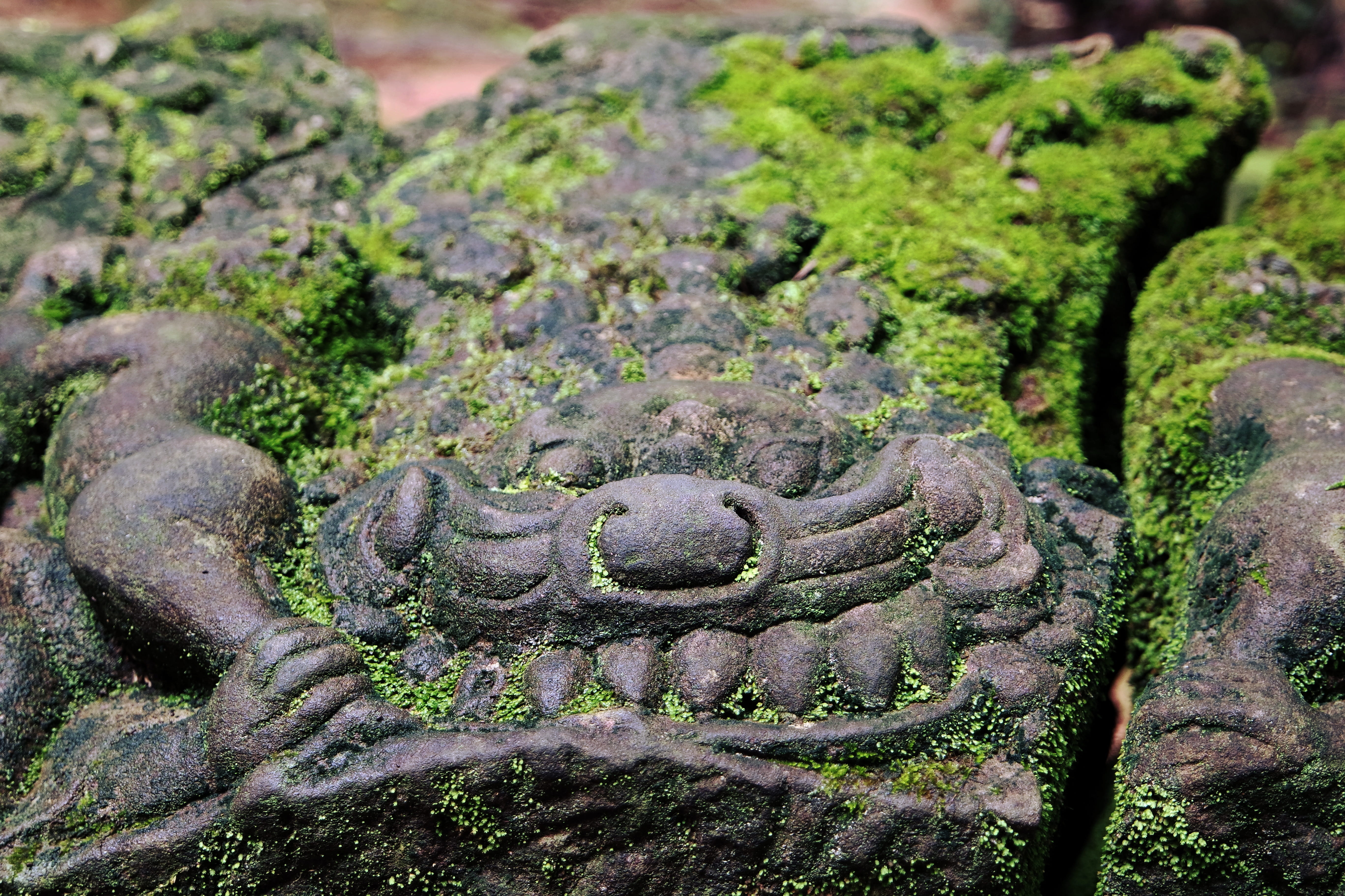 textured, cambodia, plant, growth, animal themes, day, art and craft, stone, close-up, temple, outdoors, 5K, moss, green color, craft, old, angkor, carving, HD Wallpaper