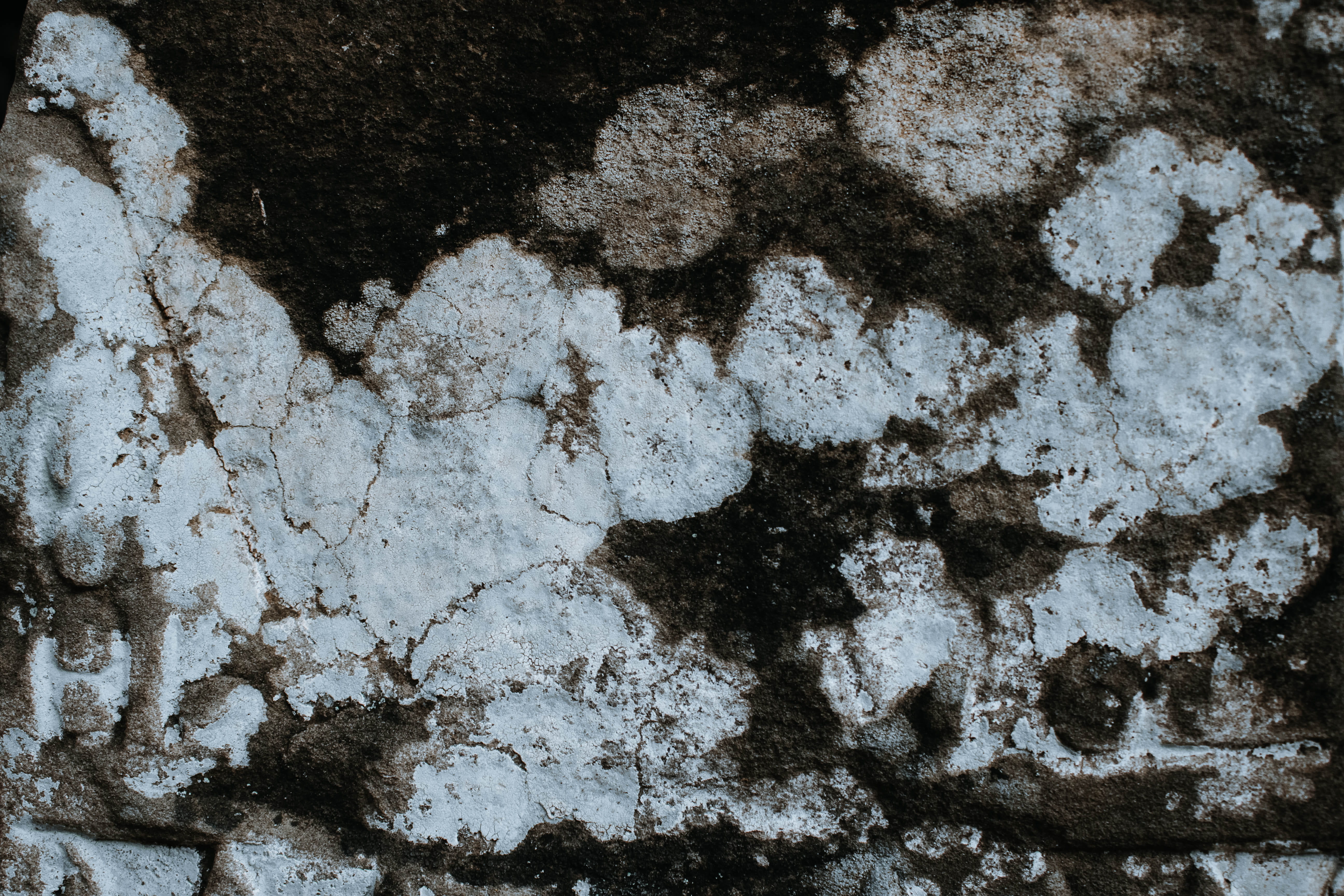 no people, textured, full frame, lichen, krong siem reap, solid, nature, ancient ruins, concrete wall, dirt, background, white color, day, rough, 5K, concrete, HD Wallpaper