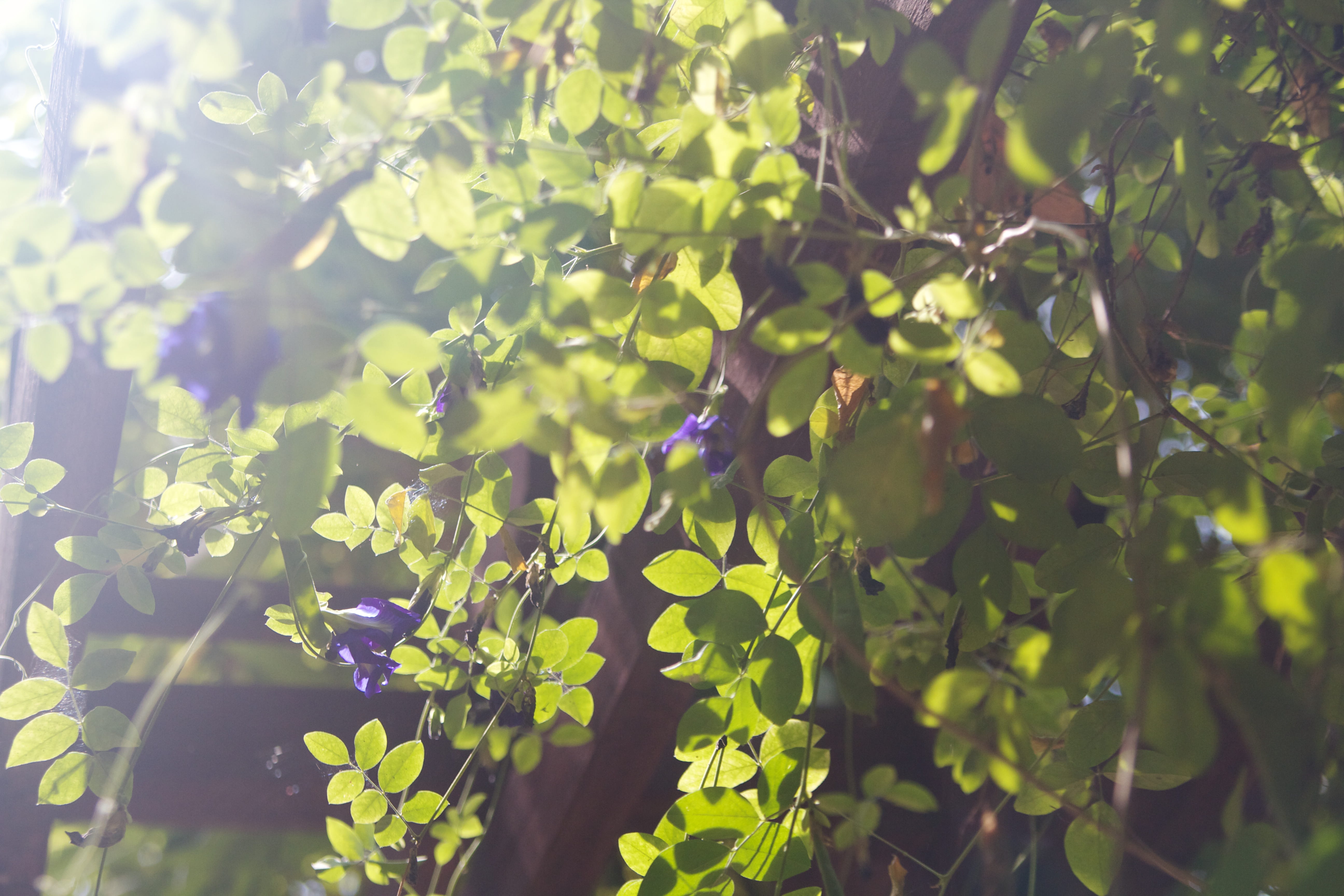 asia, greenery, no people, tranquility, light, hazy, fragility, freshness, plant, 5K, krong siem reap, cambodia, outdoors, leaf, selective focus, flowering plant, HD Wallpaper