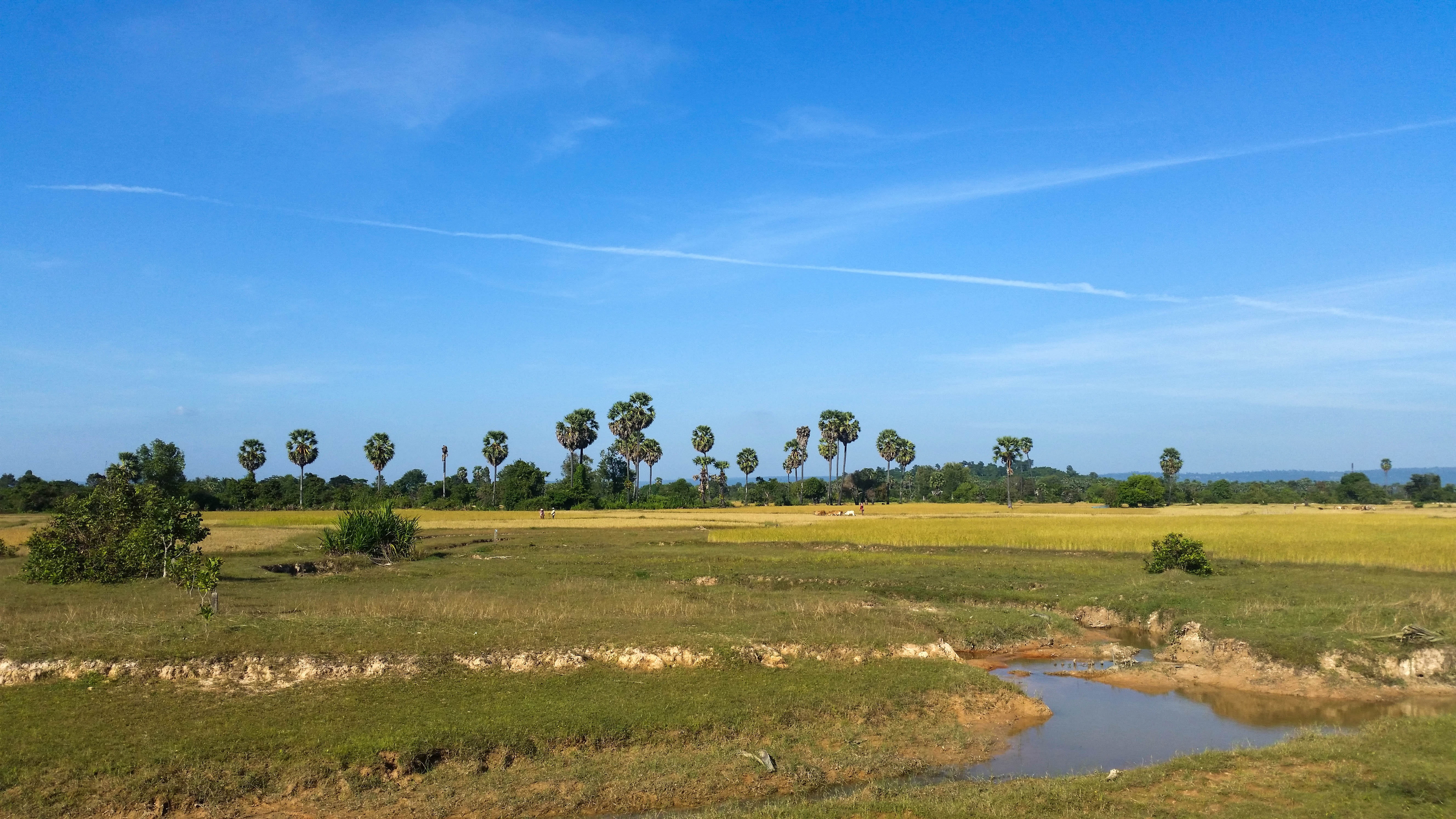 field, landscape, no people, asia, grass, land, plant, 5K, green color, tranquil scene, sky, nature, environment, province, palm trees, blue, beauty in nature, HD Wallpaper