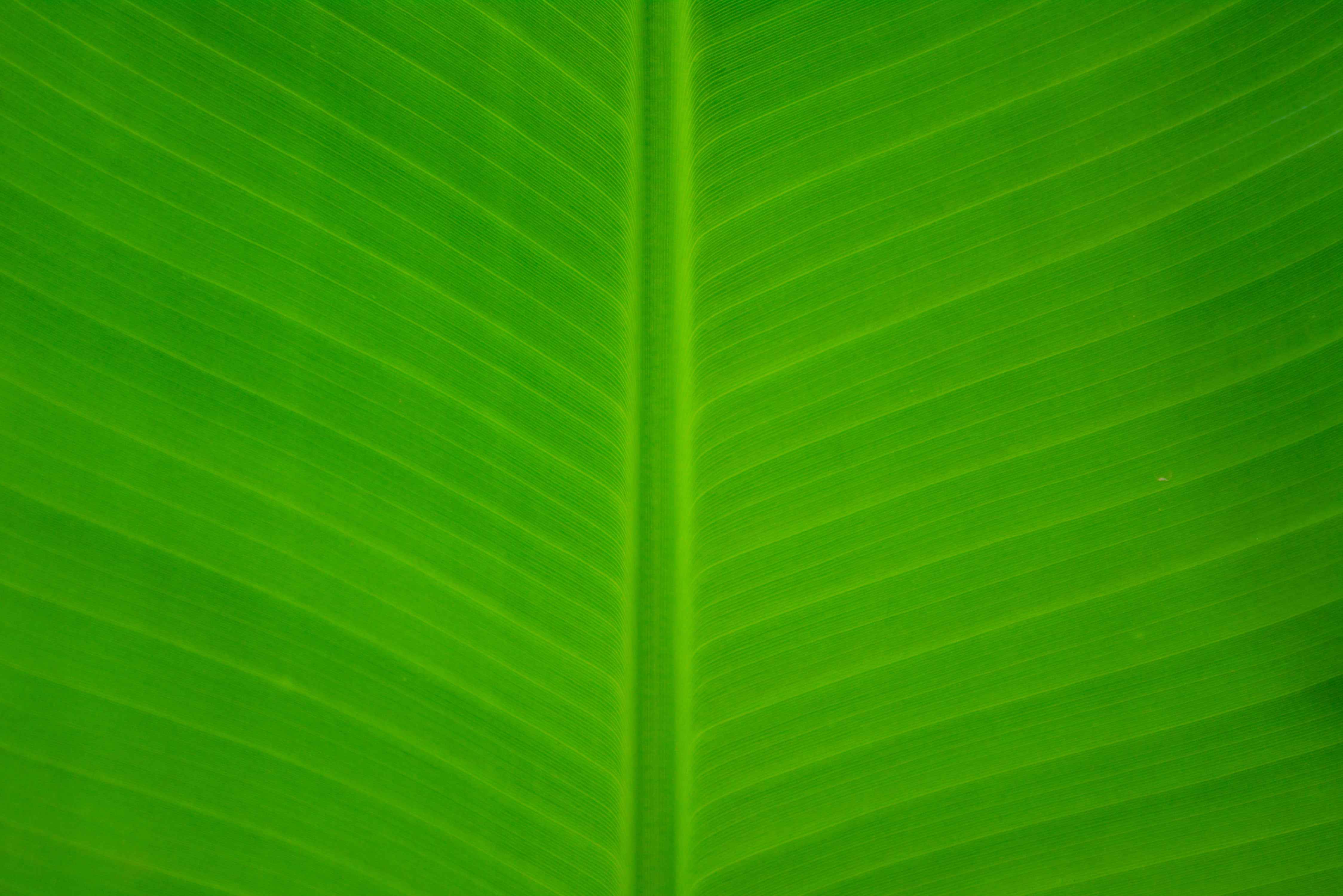 no people, leaf vein, textured effect, palm leaf, green color, khmer, leaves, color, brightly lit, leaf, plant part, green, healthy, textured, close-up, HD Wallpaper