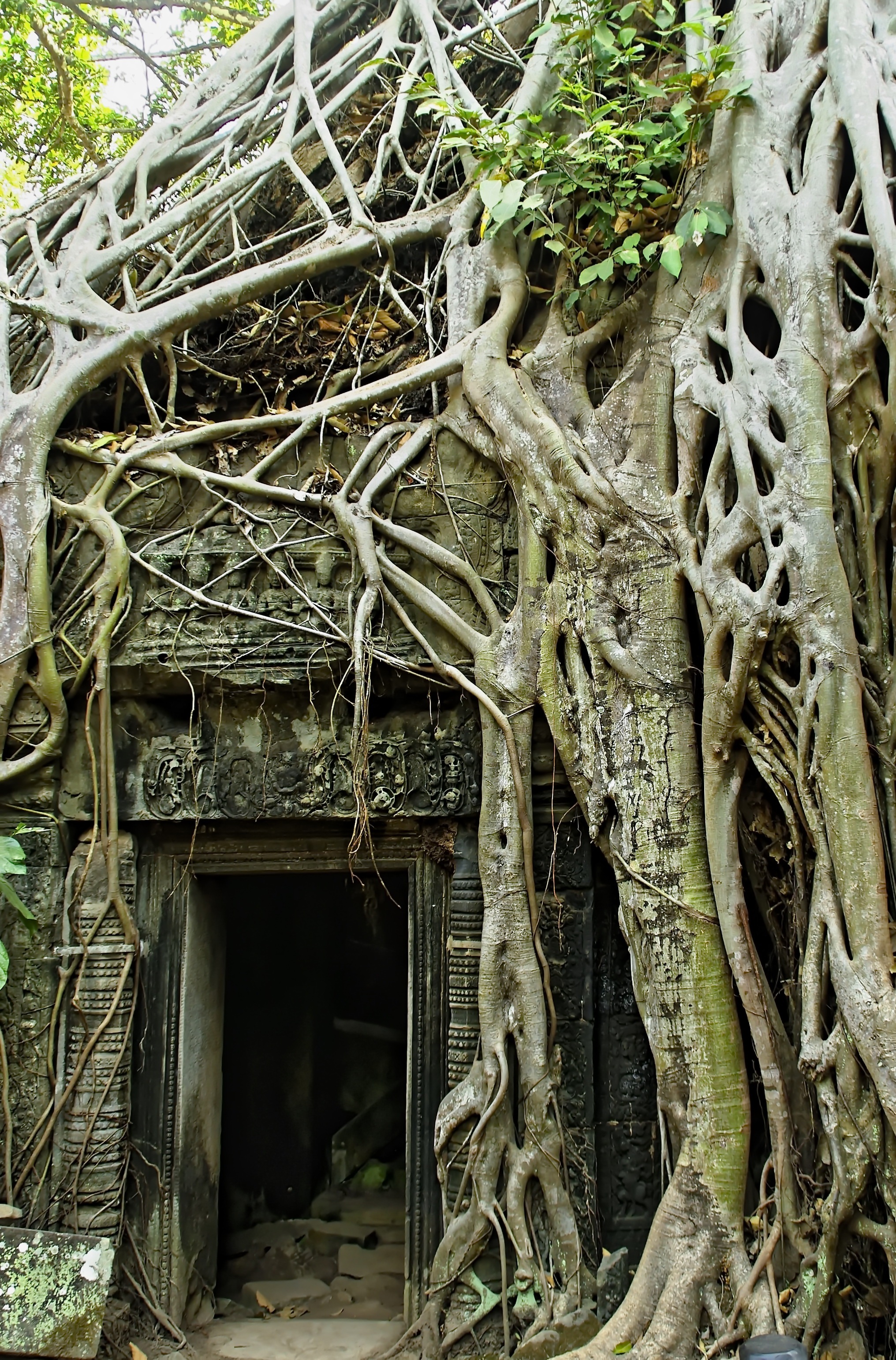 plant part, ruins, intertwined, roots, angkor thom, belief, no people, religion, plant, root, growth, cambodia, architecture, nature, complexity, place of worship, Phone HD Wallpaper