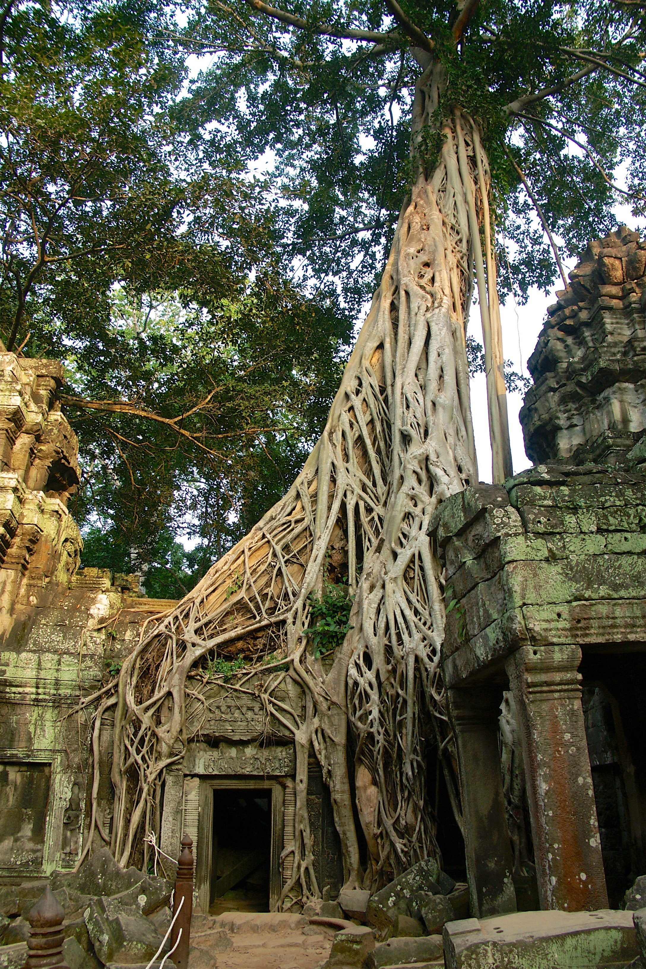 building, low angle view, lara croft, cambodia, angkor, 2K, religion, day, plant, angkor thom, no people, building exterior, belief, tree, built structure, Phone HD Wallpaper
