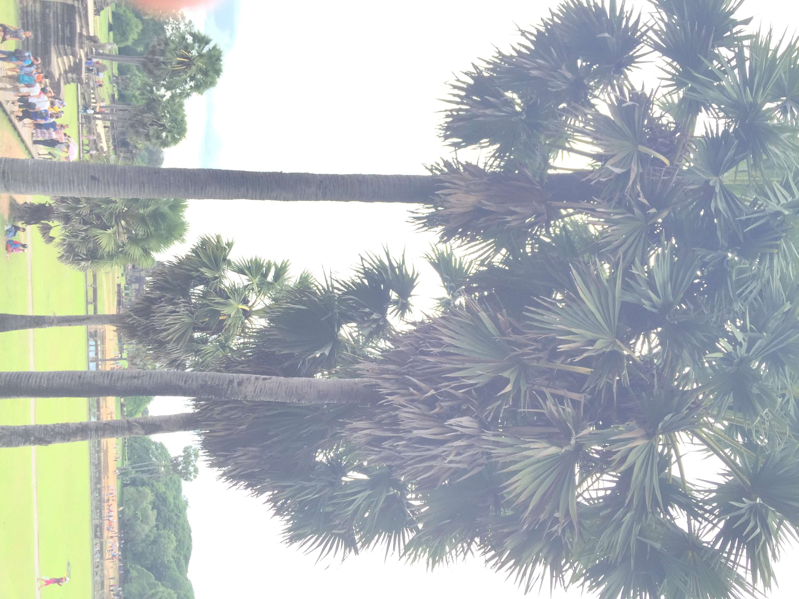 tree, outdoors, tranquility, scenics - nature, built structure, plant, nature, water, cambodia, palm tree, no people, tranquil scene, reflection, palm leaf, HD Wallpaper