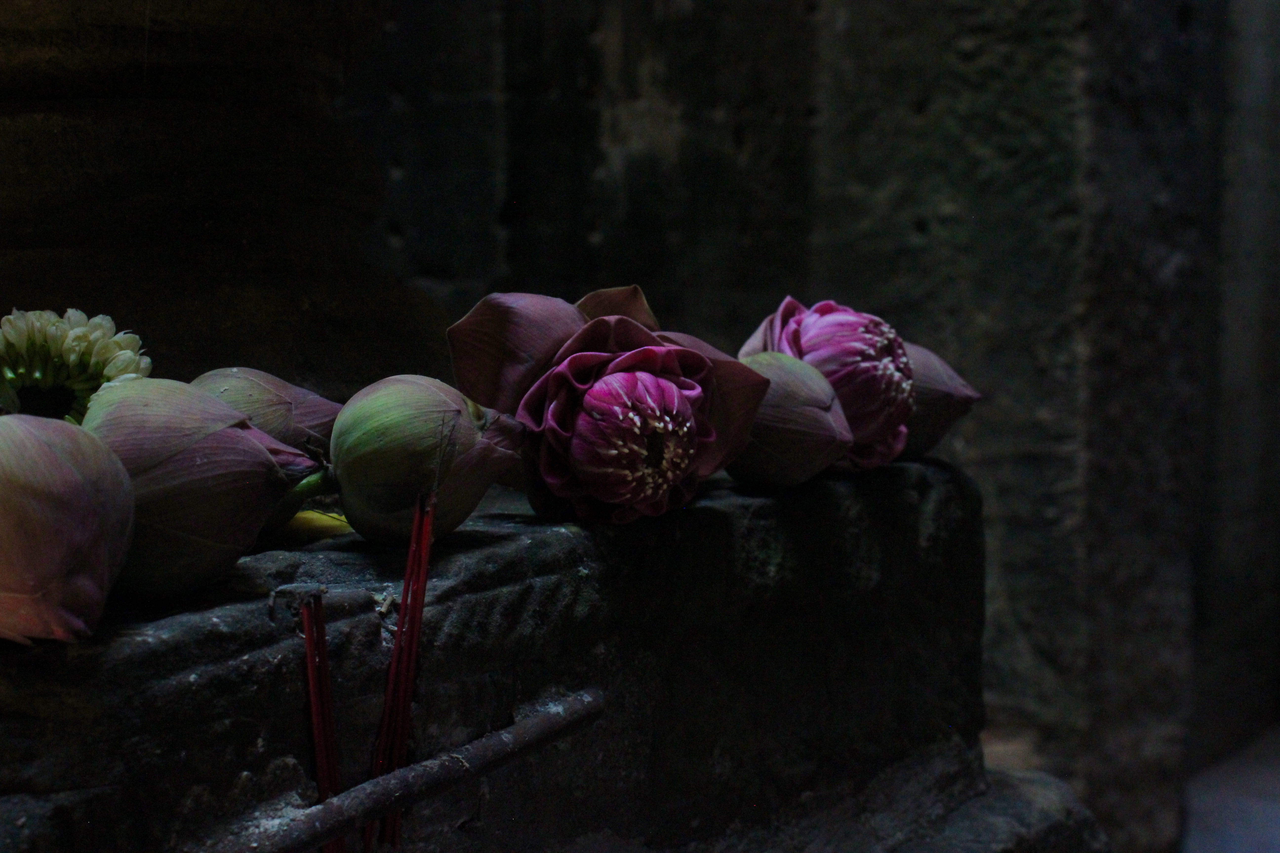 petal, flower, cambodium, 5K, fragility, flower head, close-up, travel, maroon, plant, focus on foreground, concrete, dark, nature, flowering plant, rock, HD Wallpaper