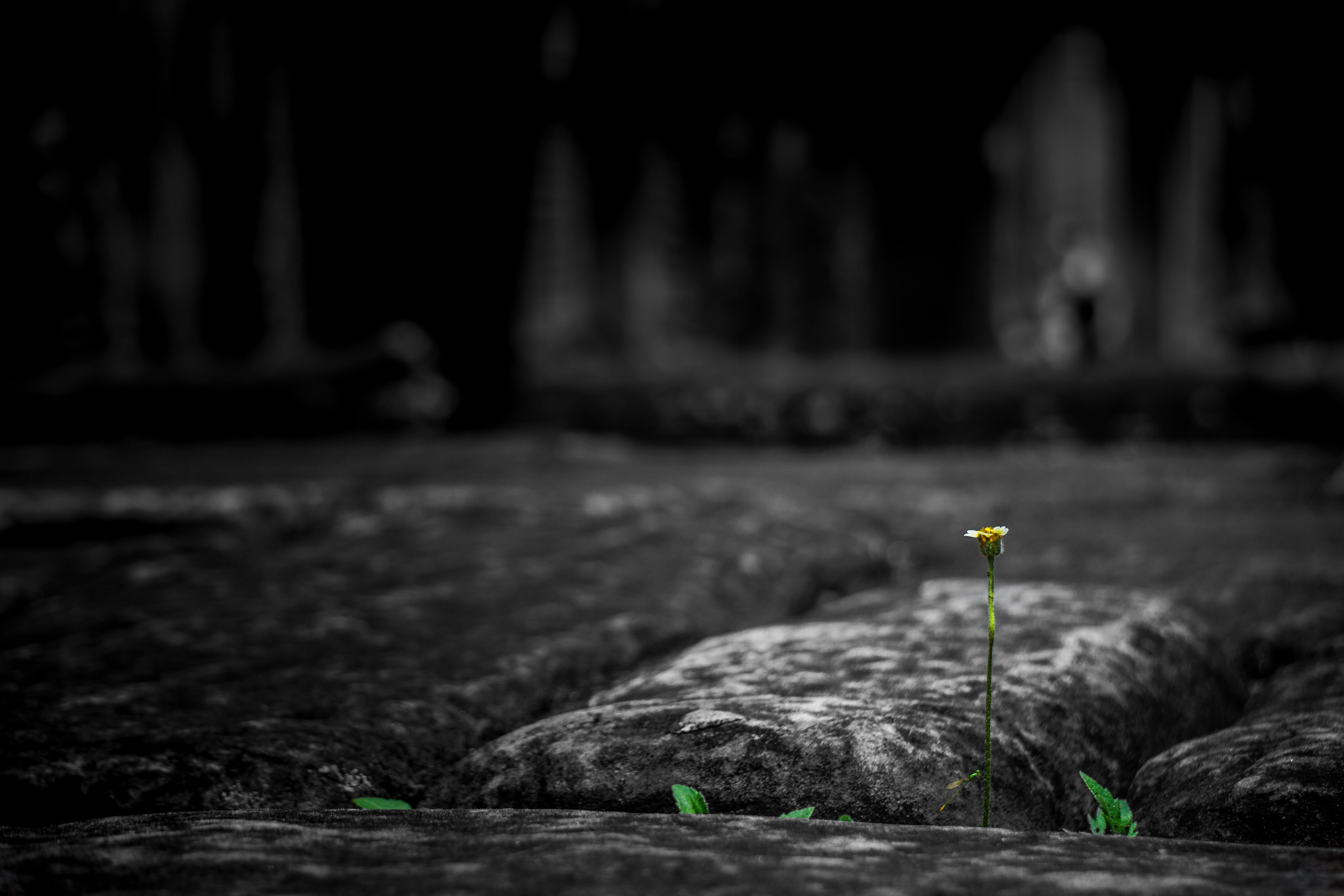 rock - object, no people, close-up, tranquility, day, colors, solitude, strong, outdoors, nature, land, architecture, wat, siamreap, selective focus, cambodia, HD Wallpaper