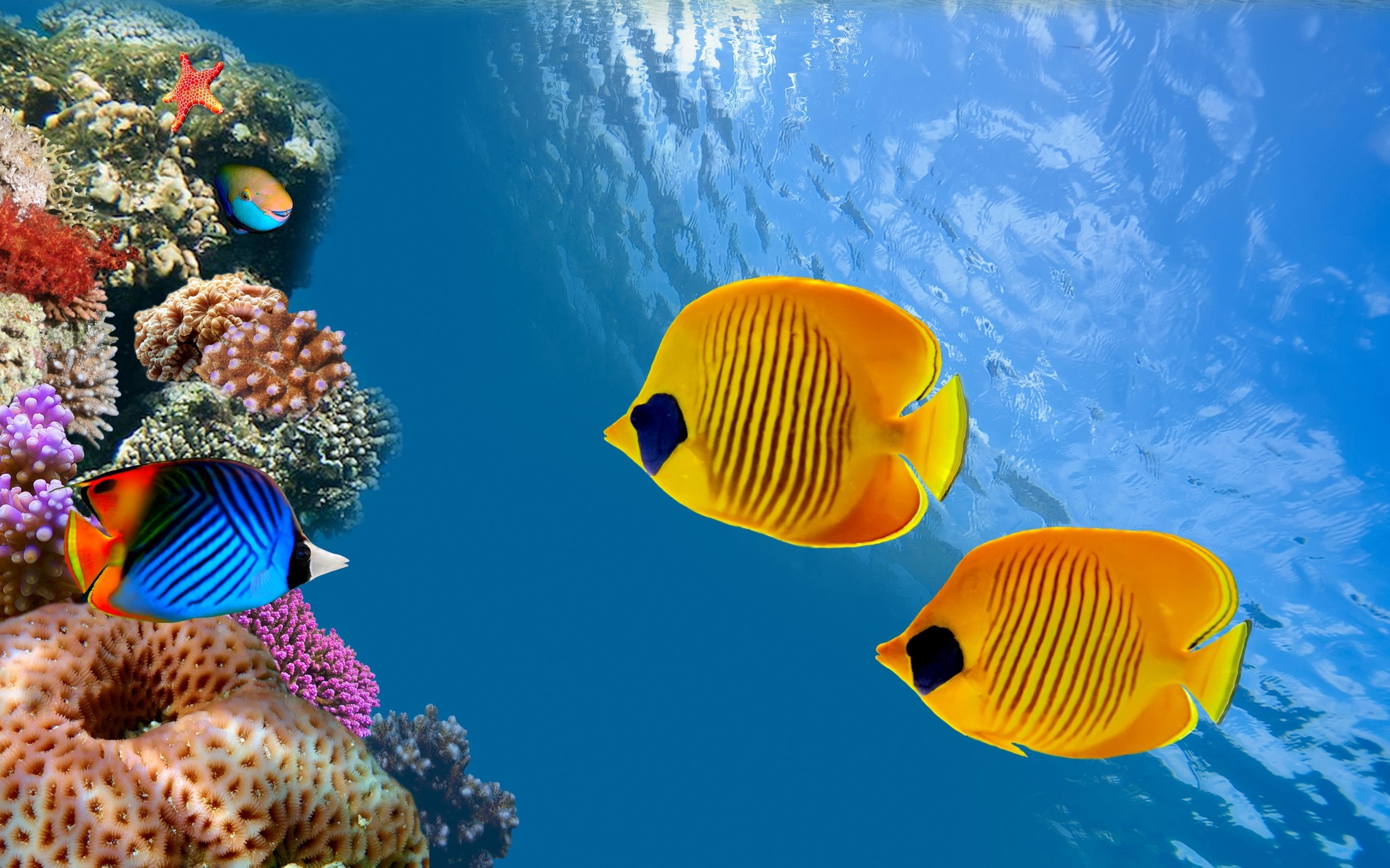 aquarium, ocean, thailand, bay, coral colonies, 2K, siam, HD Wallpaper