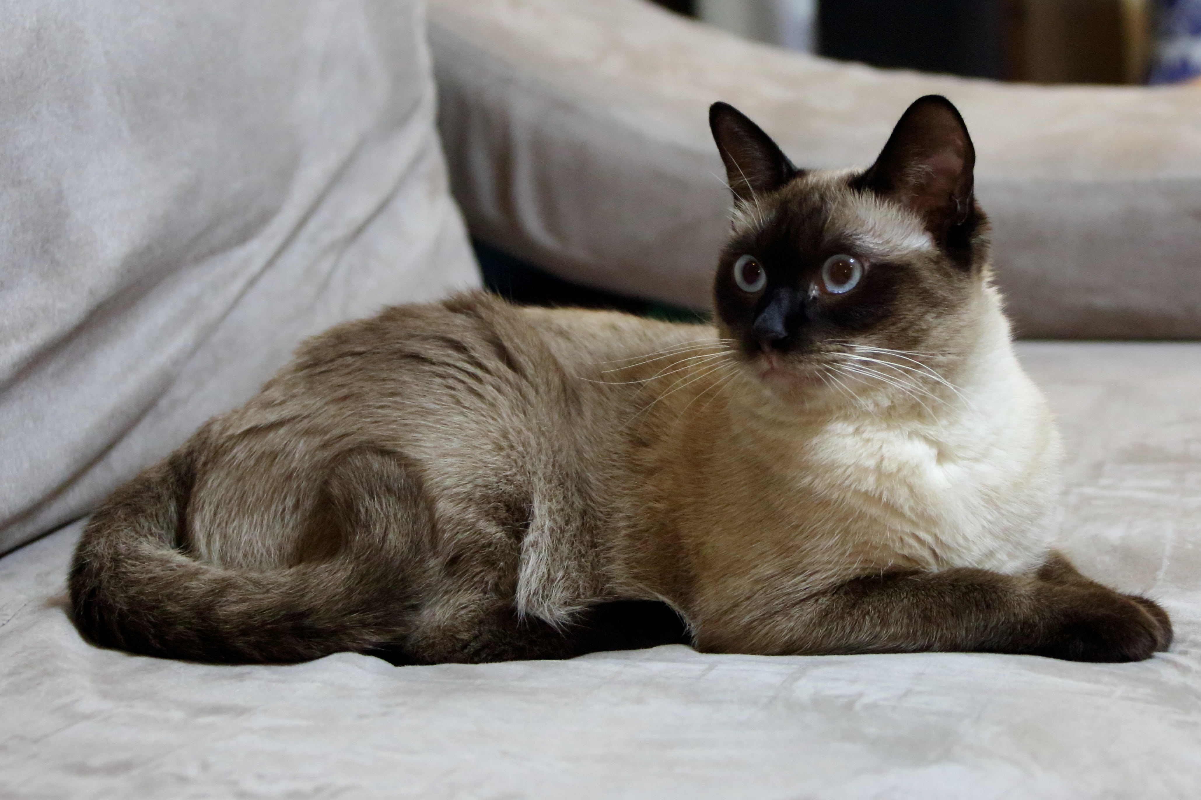 relaxation, siam, animal, whisker, domestic, indoors, cat, feline, furniture, domestic animals, animal themes, lying down, vertebrate, portrait, looking at camera, HD Wallpaper