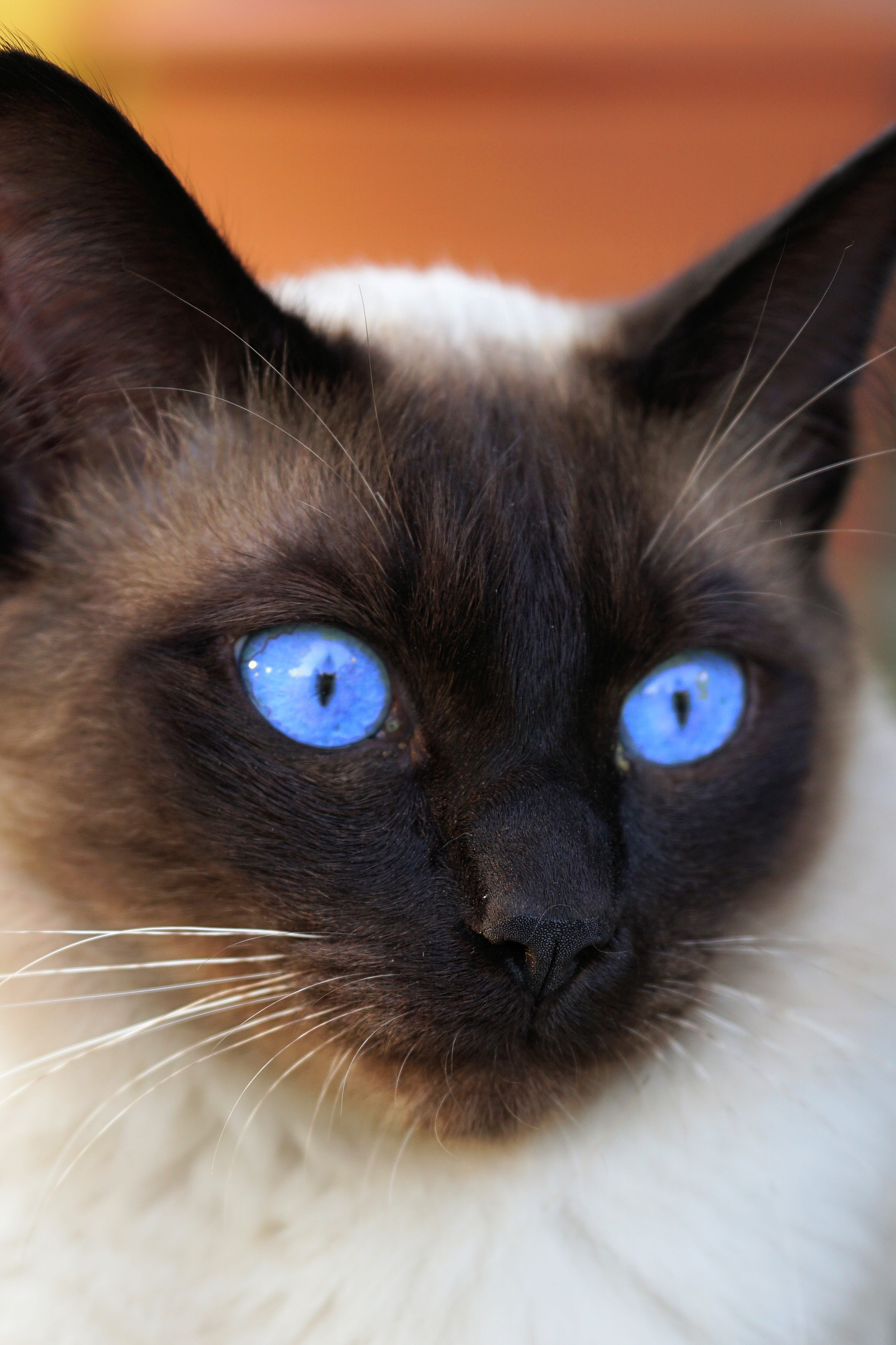 eye, looking at camera, cat, breed cat, mammal, animal, cat face, domestic animals, coated, portrait, vertebrate, siamese cat, white, black, domestic, feline, Phone HD Wallpaper