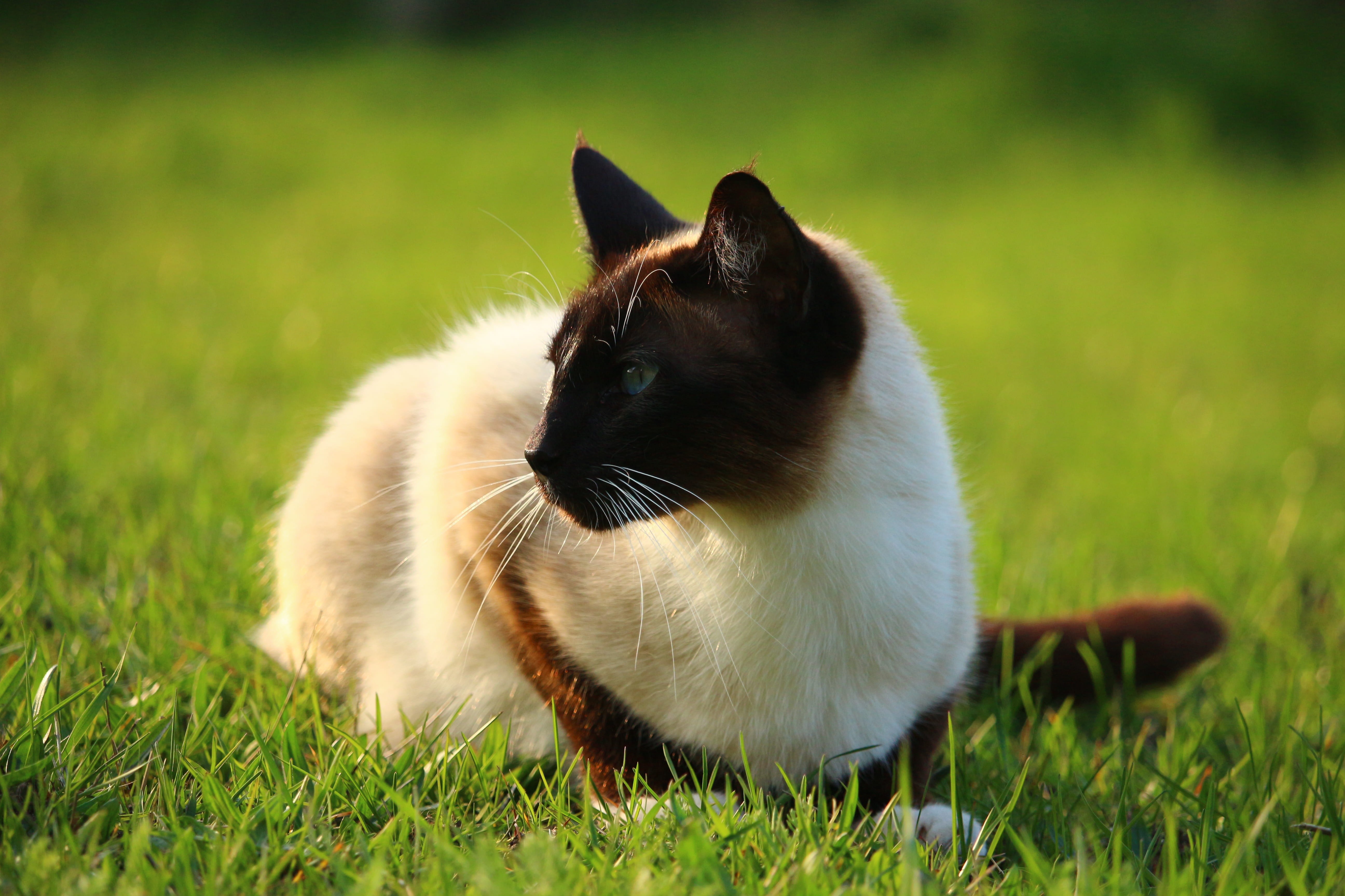 vertebrate, plant, cat, mammal, grass, animal, domestic cat, one animal, siamese, no people, siam, sitting, animal themes, breed cat, nature, feline, kitten, HD Wallpaper