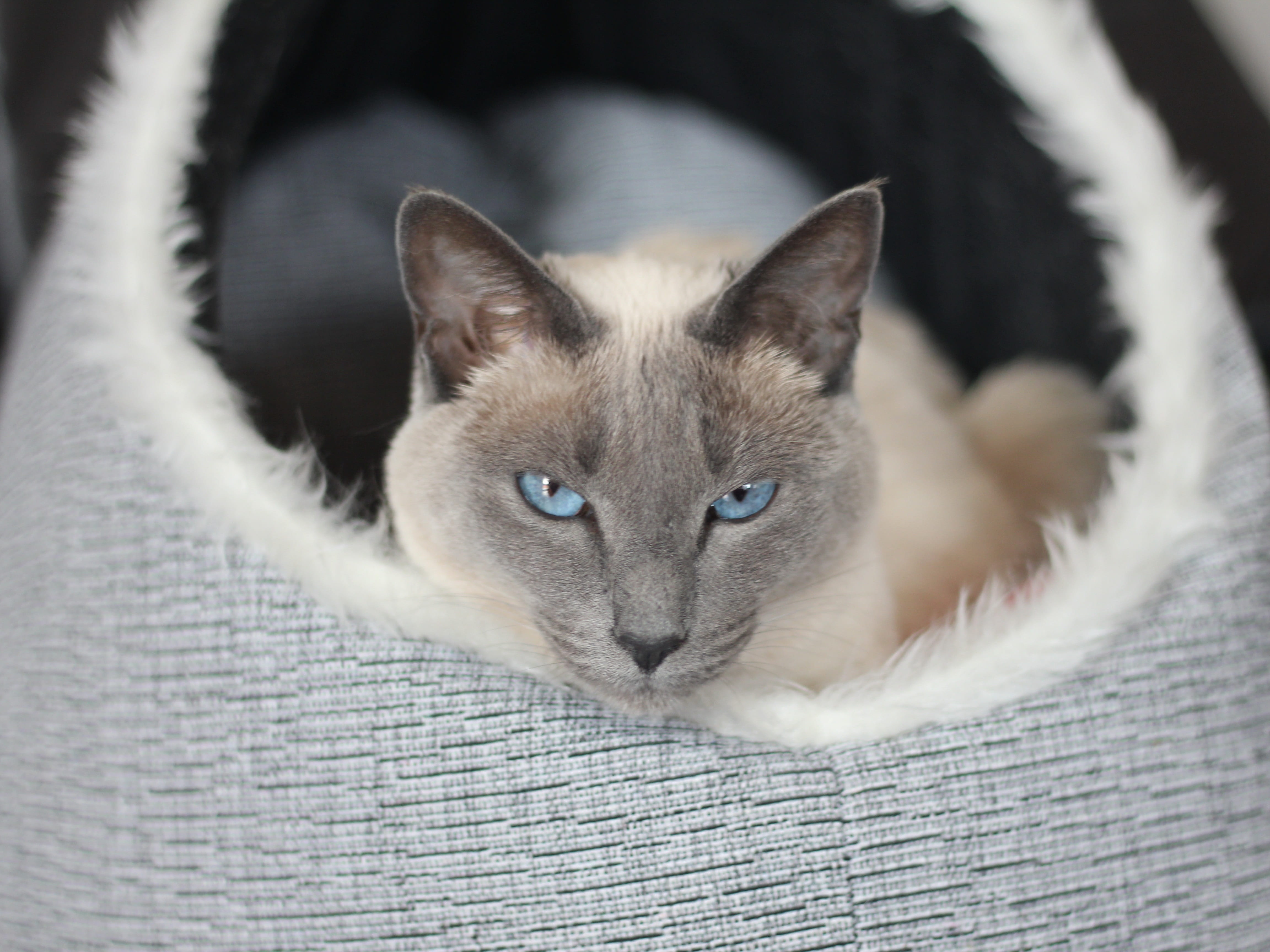 pet, animal eye, domestic animals, looking at camera, siamese cat, animal world, mieze, siam, creature, cat, 4K, basket, kitten, no people, pets, face, HD Wallpaper