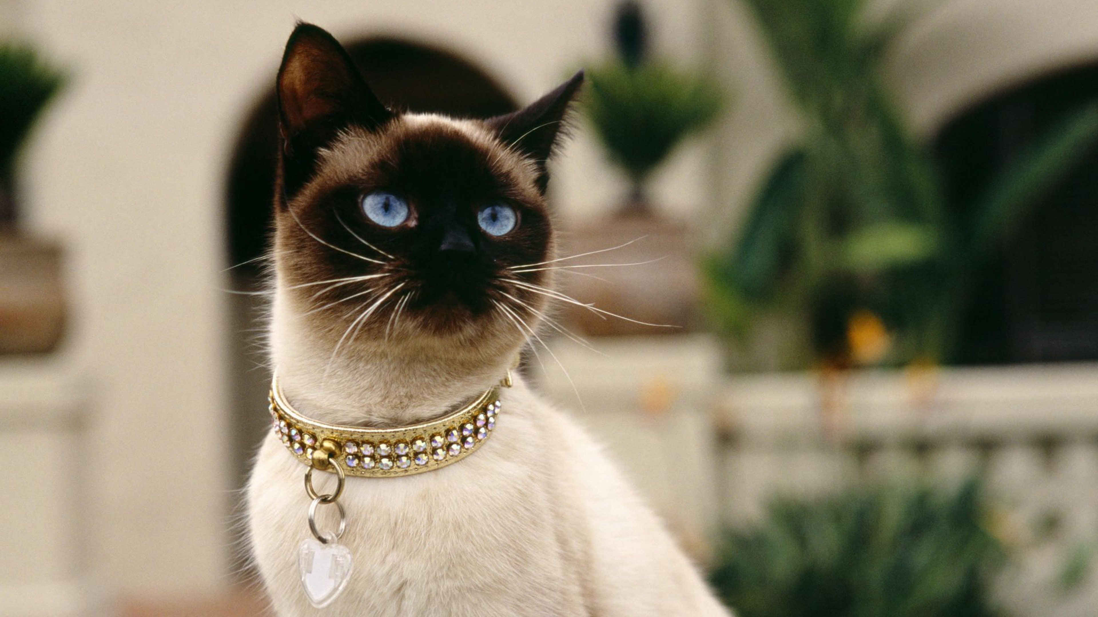 collar, Animales, Siames, 4K, gato, HD Wallpaper