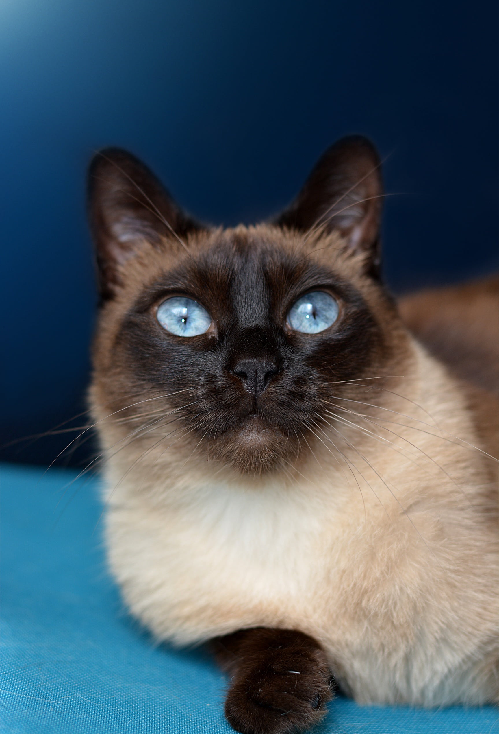 feline, vertebrate, long, cat, looking at camera, relaxation, portrait, one animal, animal themes, domestic animals, blue eye, mammal, no people, 1080P, Phone HD Wallpaper