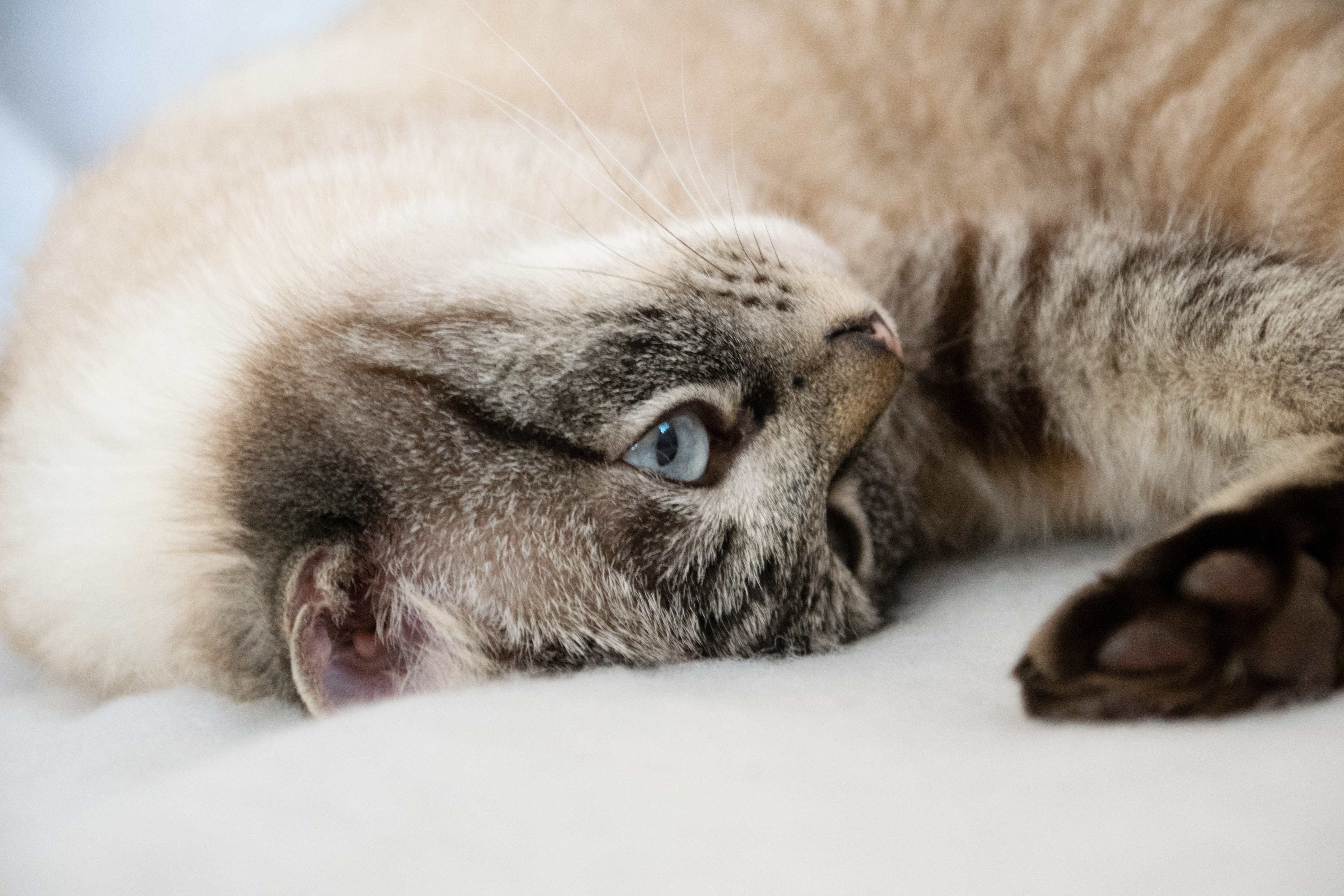animal, pets, close-up, fur, no people, animal eye, animal themes, relaxation, mammal, lying down, mackerel, 5K, burma, domestic, indoors, playful, couch, HD Wallpaper