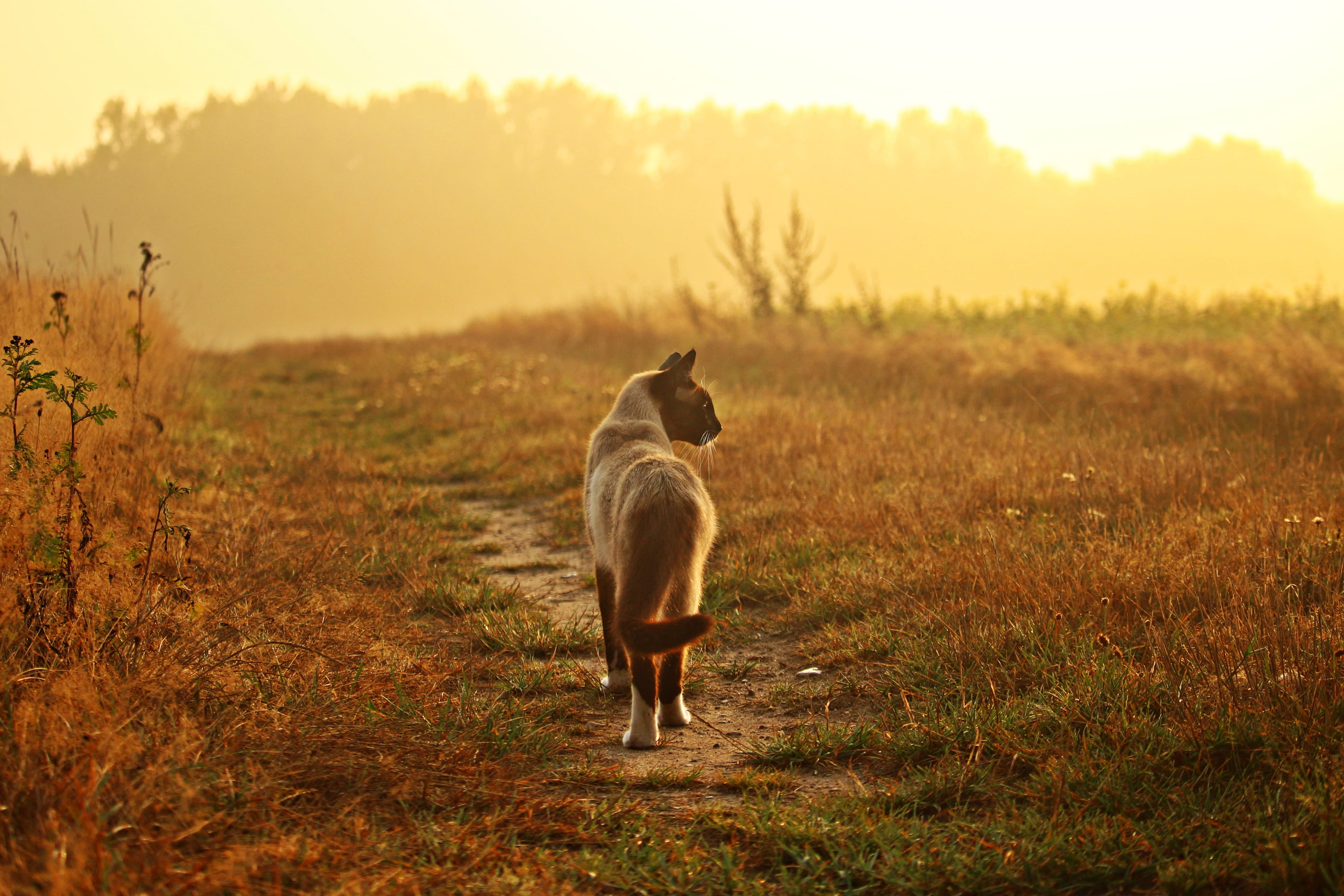 grass, mammal, sky, plant, cat, fog, siamese, kitten, 5K, mieze, siam, standing, siamese cat, lane, pets, animal themes, breed cat, sunset, nature, sunrise, HD Wallpaper