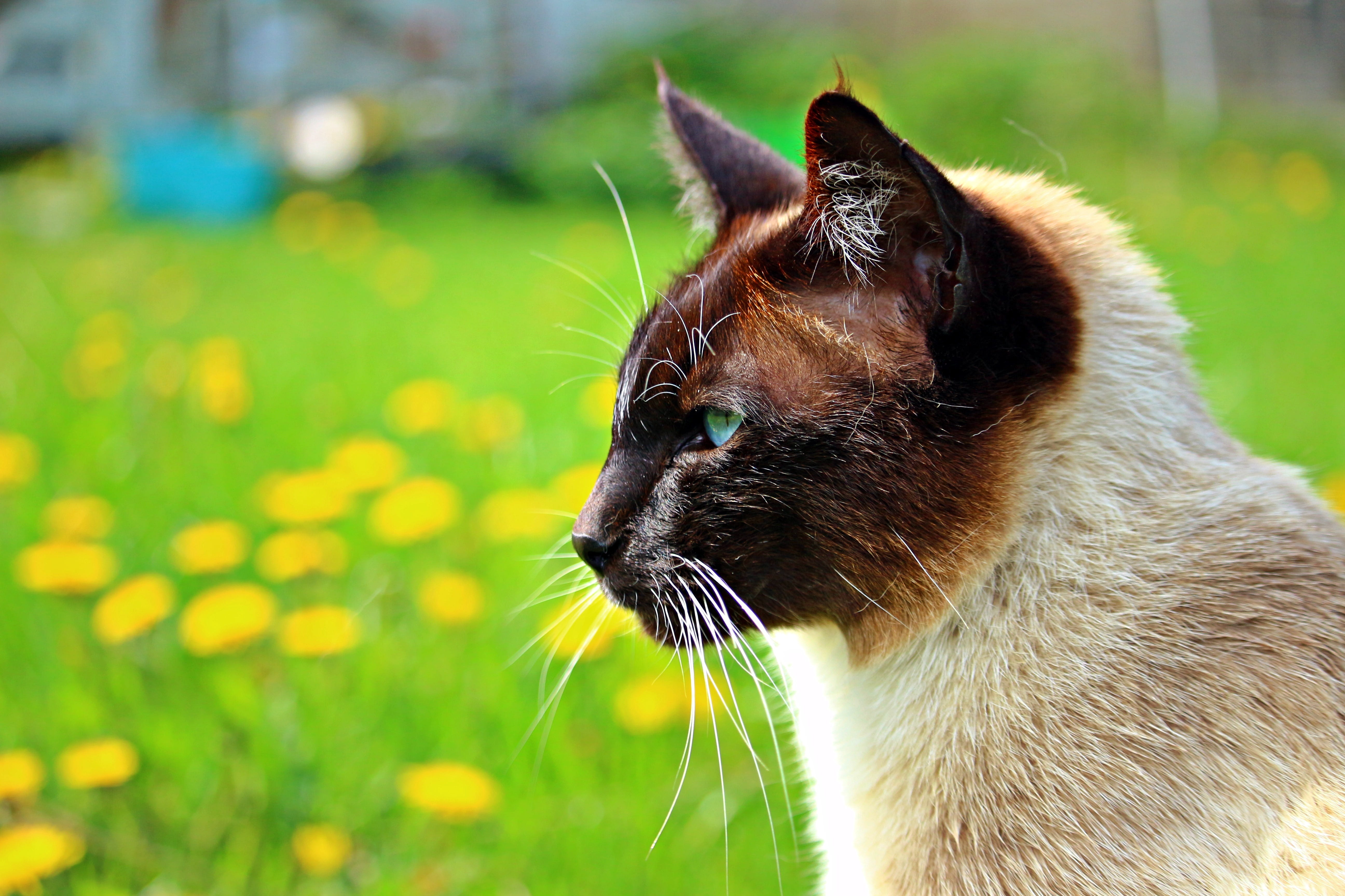 domestic cat, near, animal body part, green grass, black and brown, animal themes, breed cat, looking, focus on foreground, green, close-up, one animal, HD Wallpaper