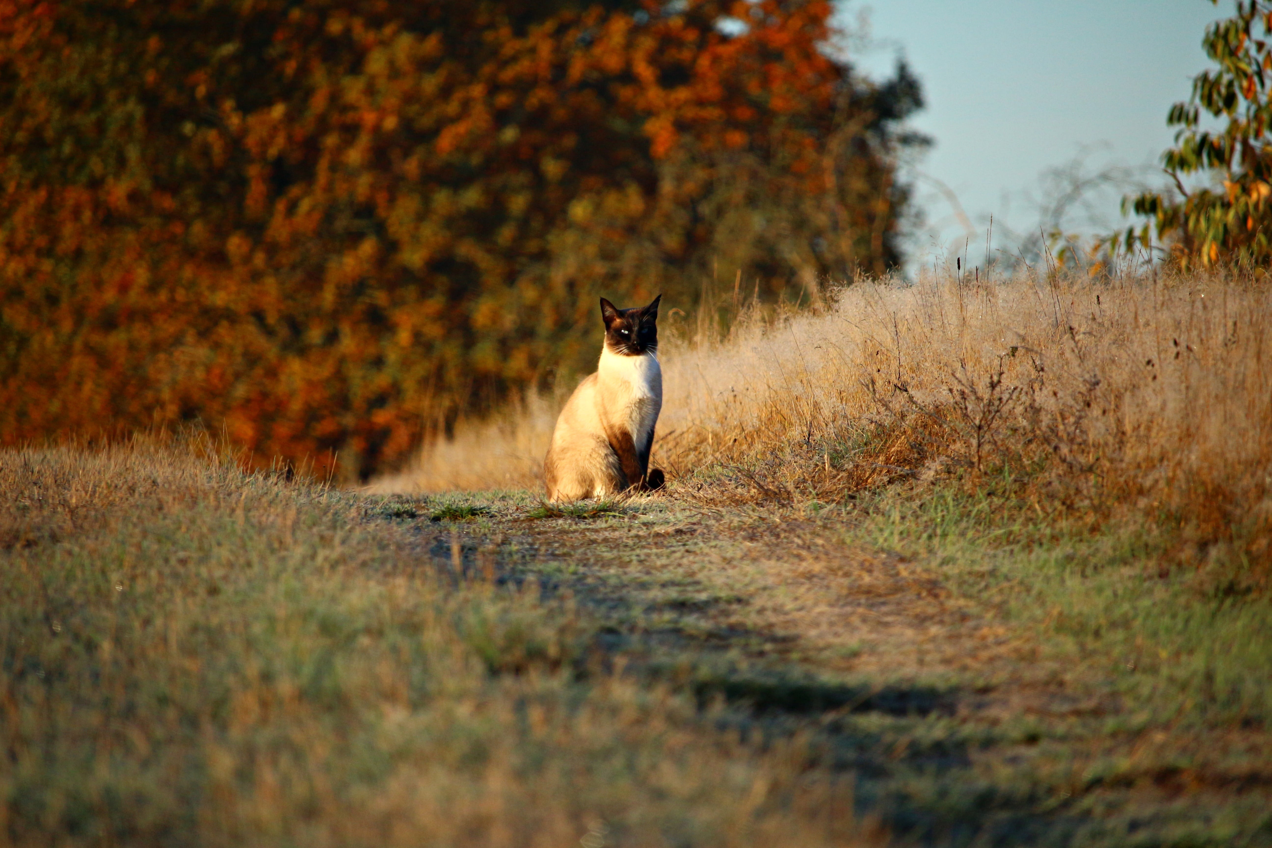nature, feline, mammal, away, 5K, field, grasses, portrait, breed cat, cat, siamese, domestic, green, selective focus, one animal, siamese cat, kitten, HD Wallpaper