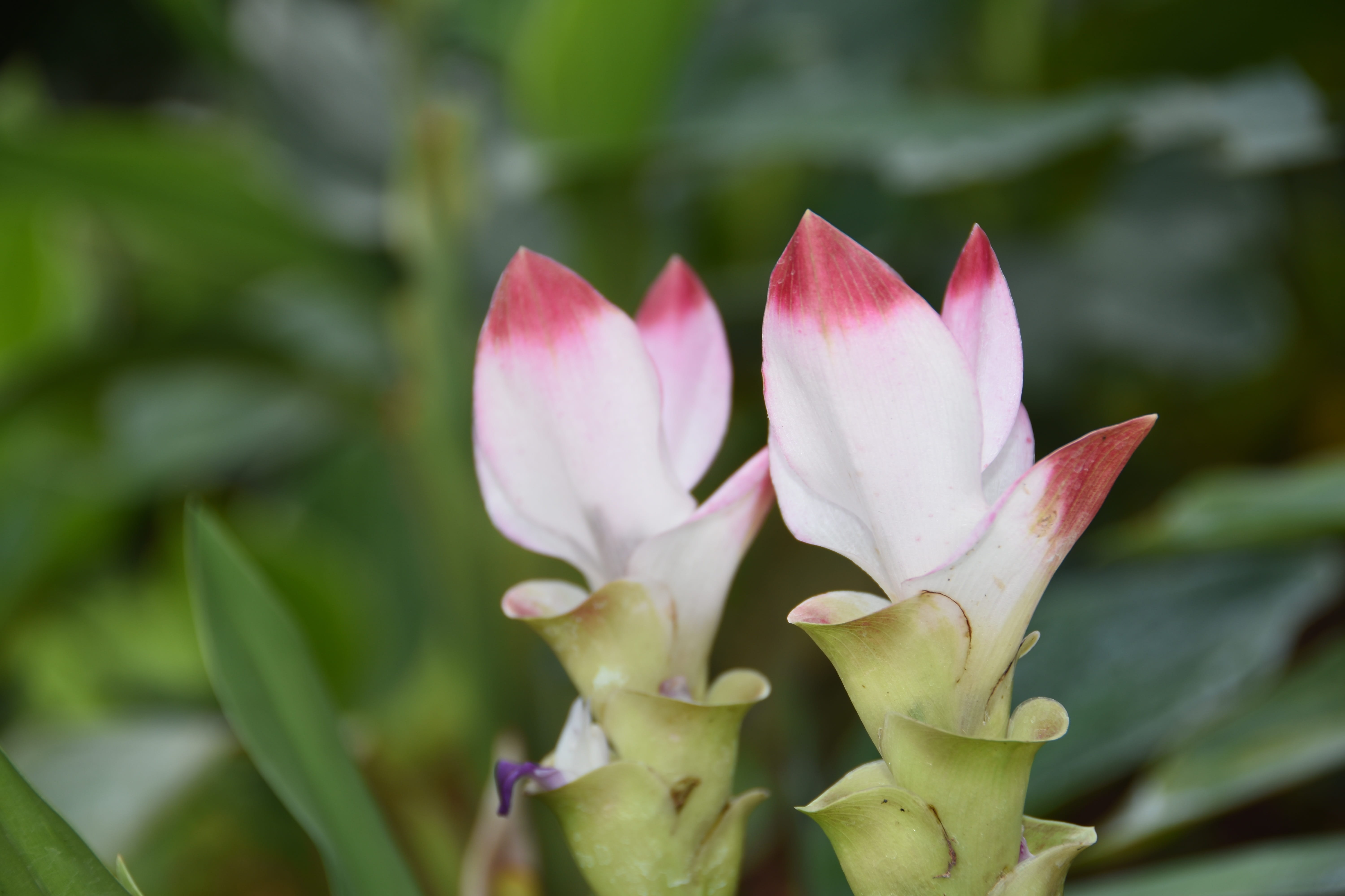 no people, freshness, flowering plant, outdoors, white flower, beauty in nature, day, leaf, siam tulip, 5K, focus on foreground, pink color, tropical flower, HD Wallpaper