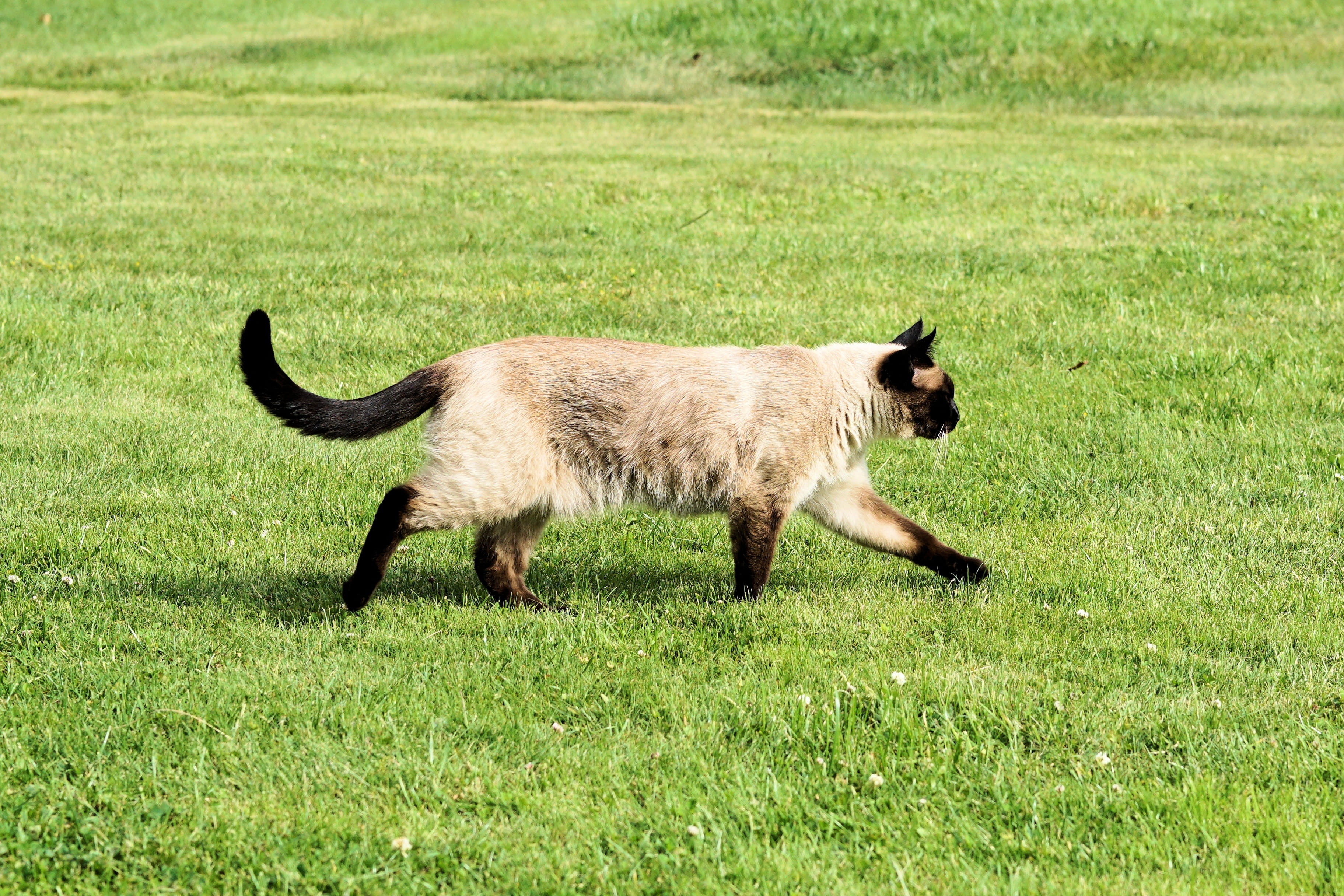 cats eyes, no people, land, breed cat, mieze, pet, Cat, hunt, domestic, siam, field, Cat, 2K, cat, standing, animal themes, outdoors, mammal, siamese, HD Wallpaper