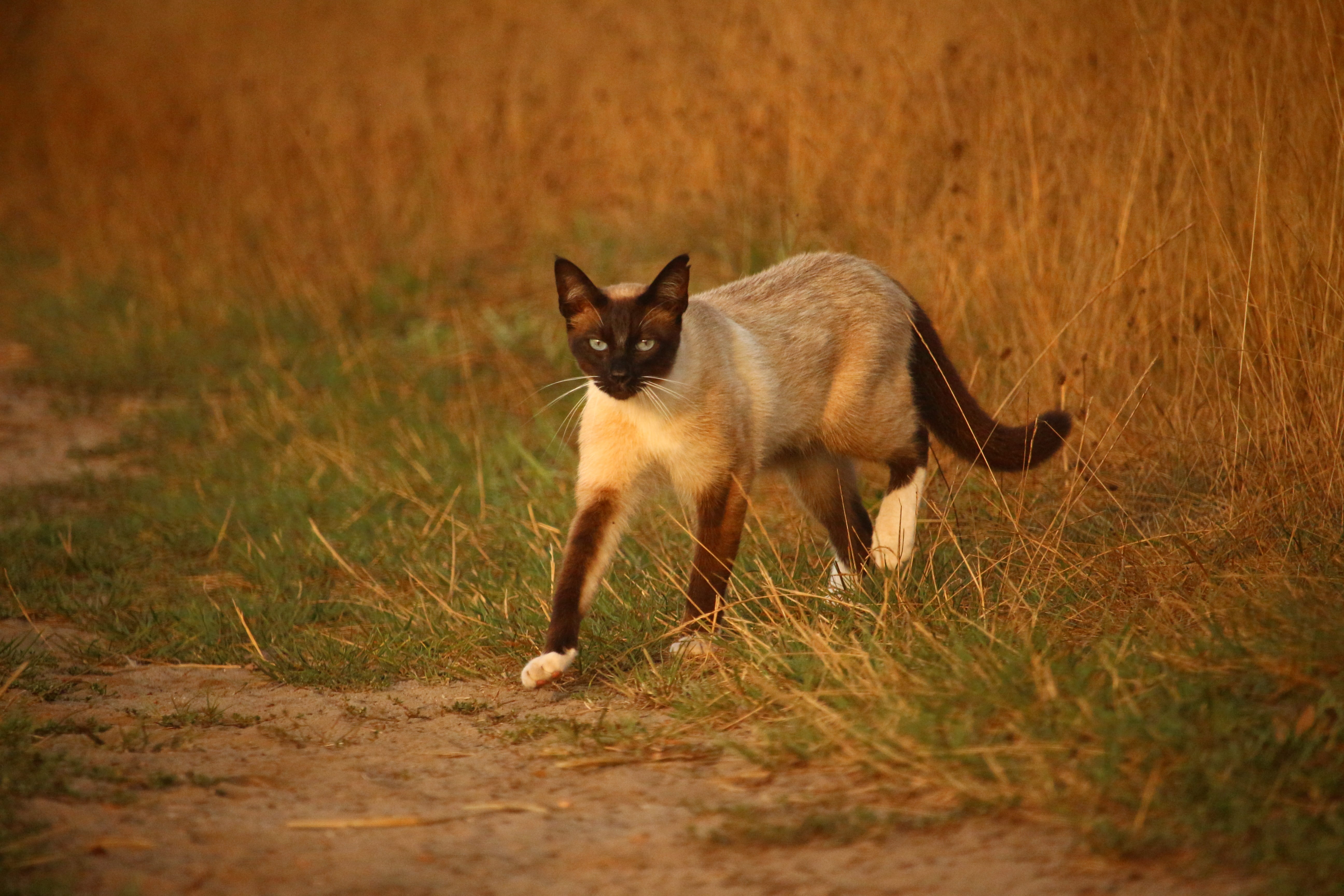 full length, pets, mieze, cat, survival, kitten, nature, siamese cat, no people, animals hunting, day, motion, walking, grass, lane, one animal, domestic animals, HD Wallpaper