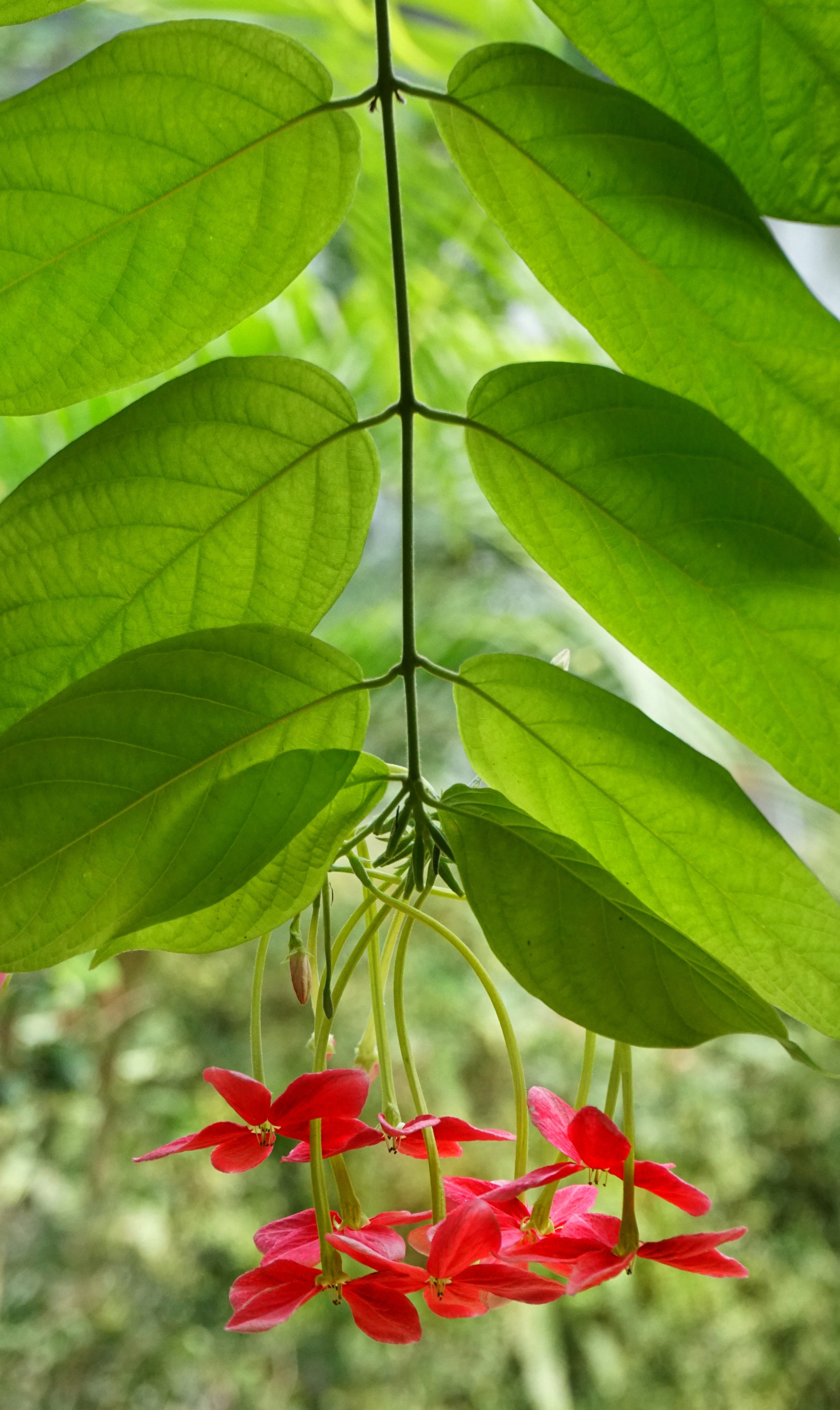 beauty in nature, chinese honeysuckle, growth, petal, flowering plant, plant, plant part, small, nature, red, tree, green color, close-up, summer, leaf, Phone HD Wallpaper