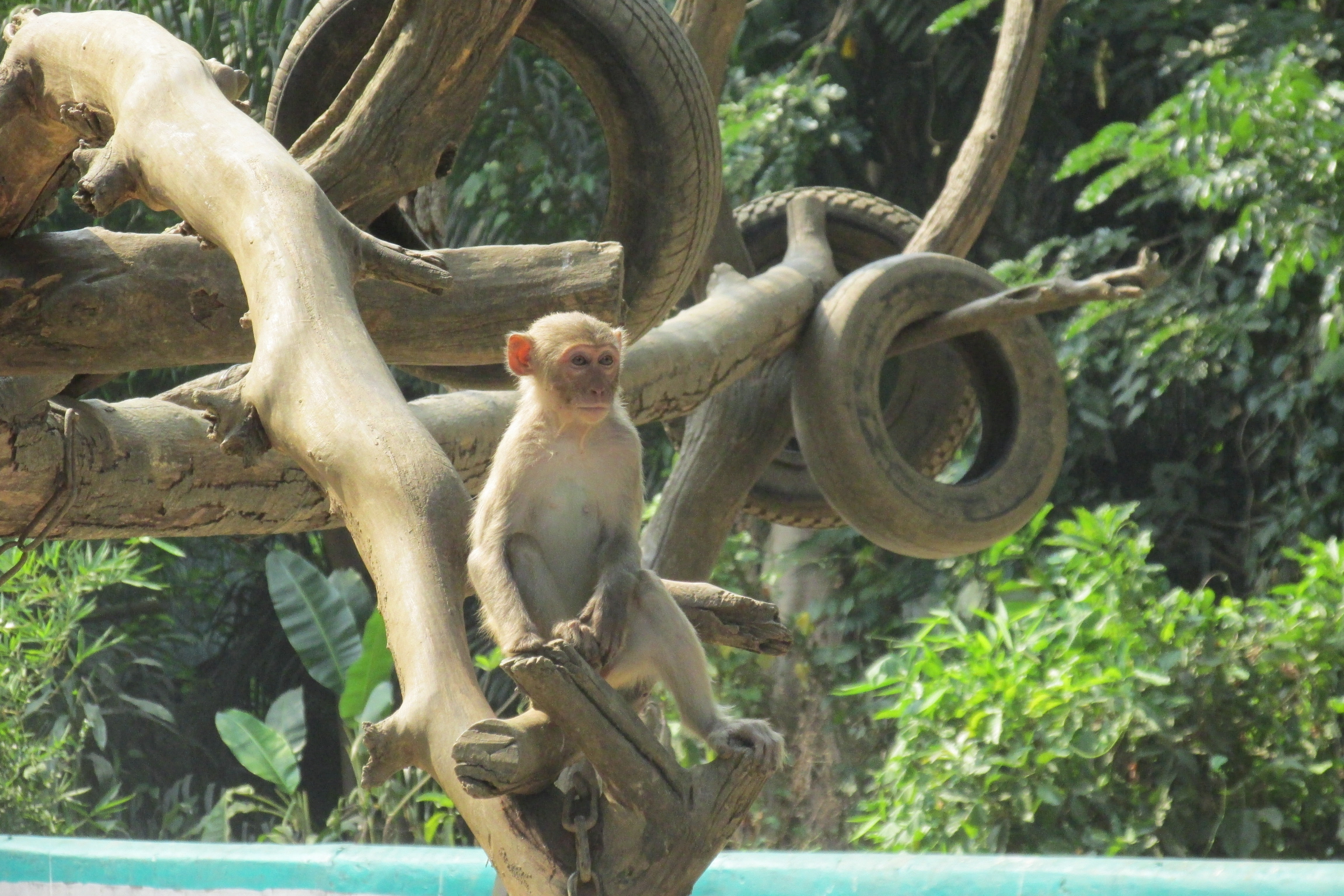 zoo, no people, animal wildlife, vertebrate, travel, myanmar, yangon, 4K, mammal, animals in the wild, nature, burma, tree trunk, trunk, one animal, day, HD Wallpaper
