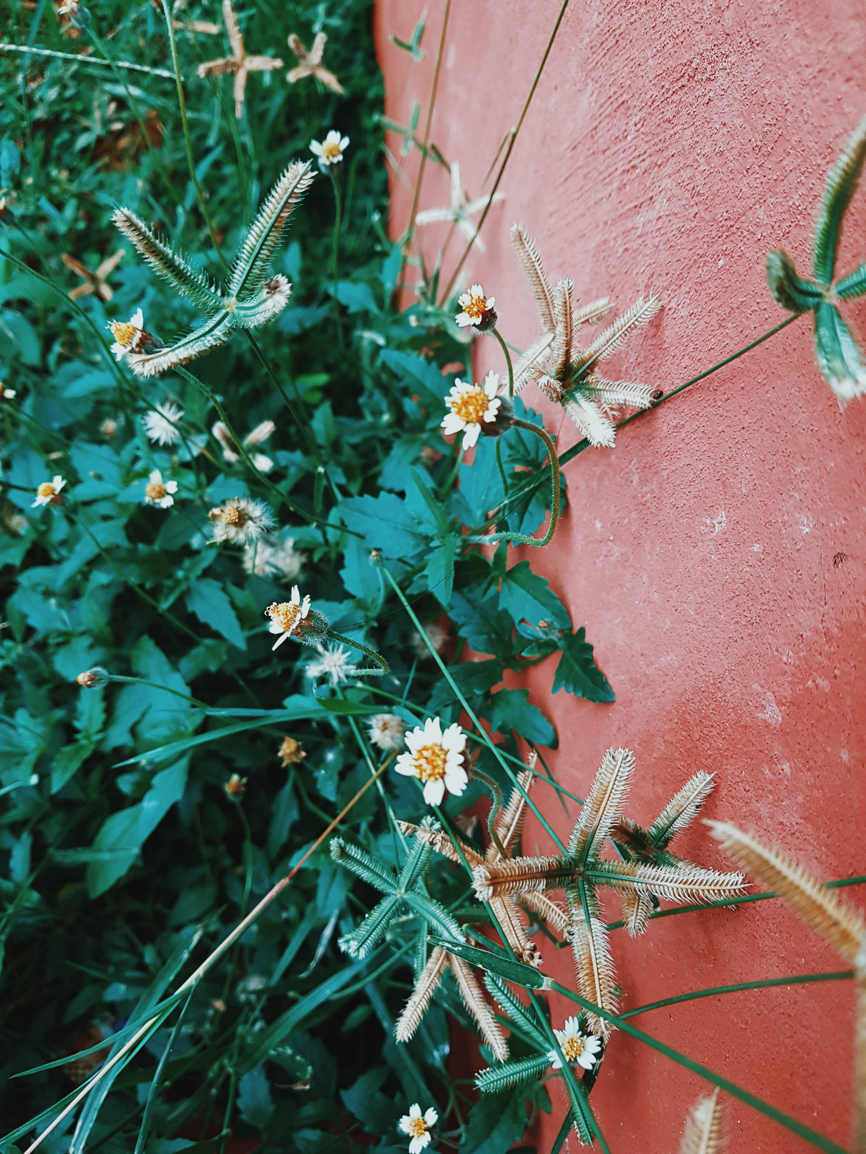 4K, flowering plant, red, nature, myanmar (burma), no people, plant, yangon - mandalay hwy, flower, plant part, leaf, close-up, fragility, wall - building feature, Phone HD Wallpaper