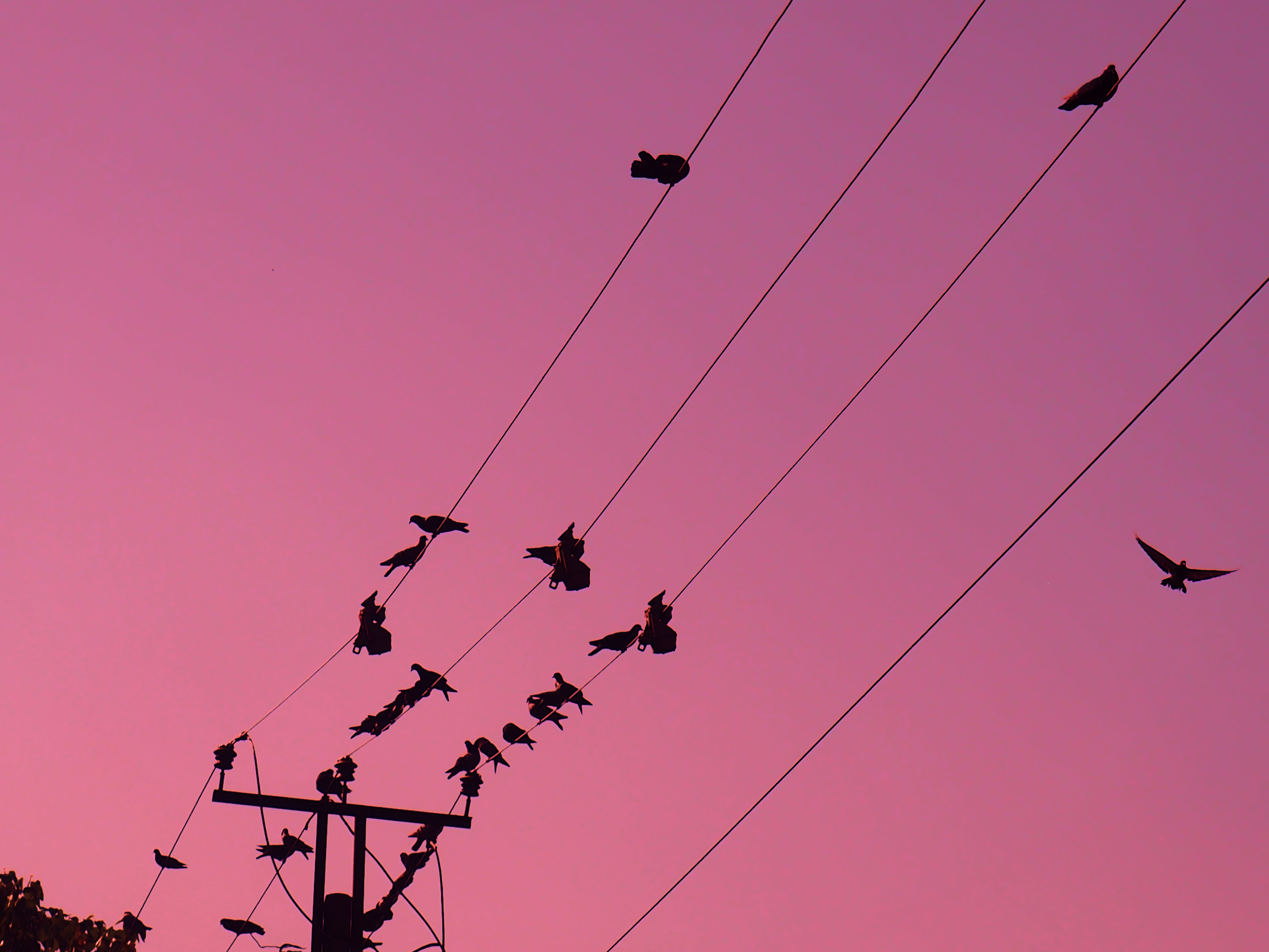 vertebrate, street photography, animal themes, birds, city, city photography, group of animals, power line, clear sky, yangon, pink, pigeons, animals in the wild, HD Wallpaper