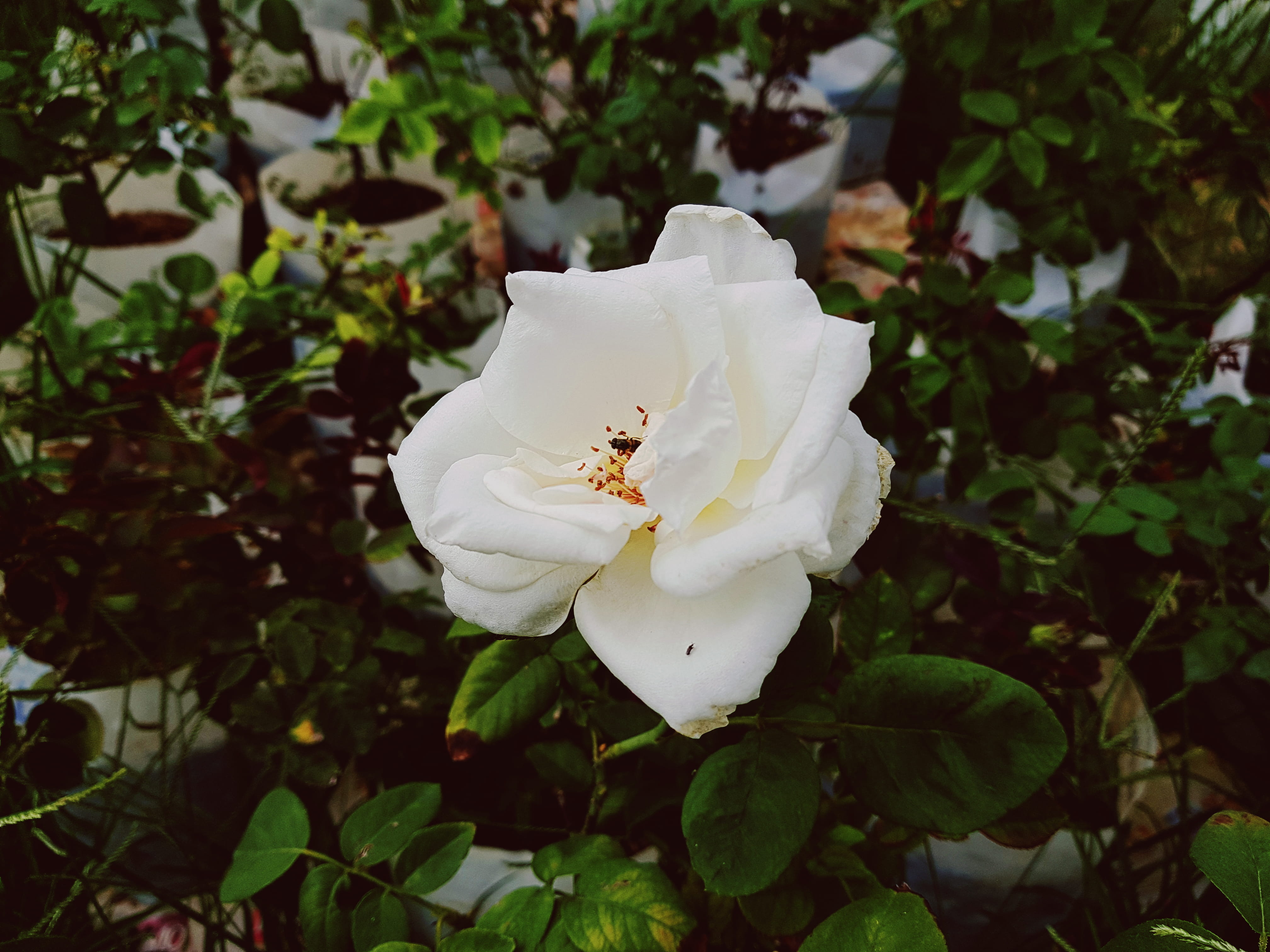 close-up, no people, rose, plant part, yangon - mandalay hwy, day, white color, nature, beauty in nature, outdoors, leaf, flower head, vulnerability, freshness, HD Wallpaper