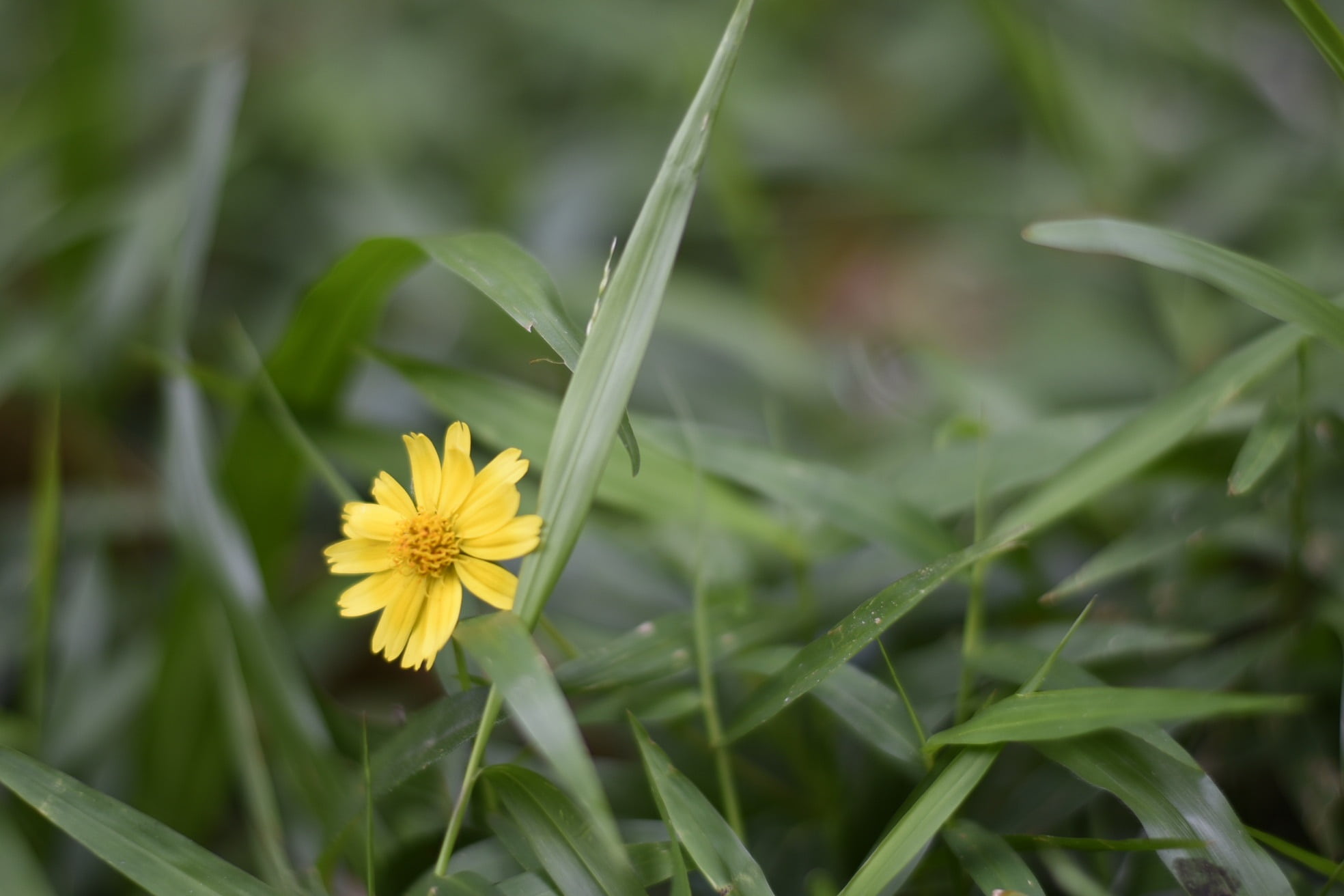 inflorescence, plant, 1080P, nature, plant part, day, yellow, vulnerability, no people, myanmar, flowering plant, beauty in nature, freshness, flower head, HD Wallpaper