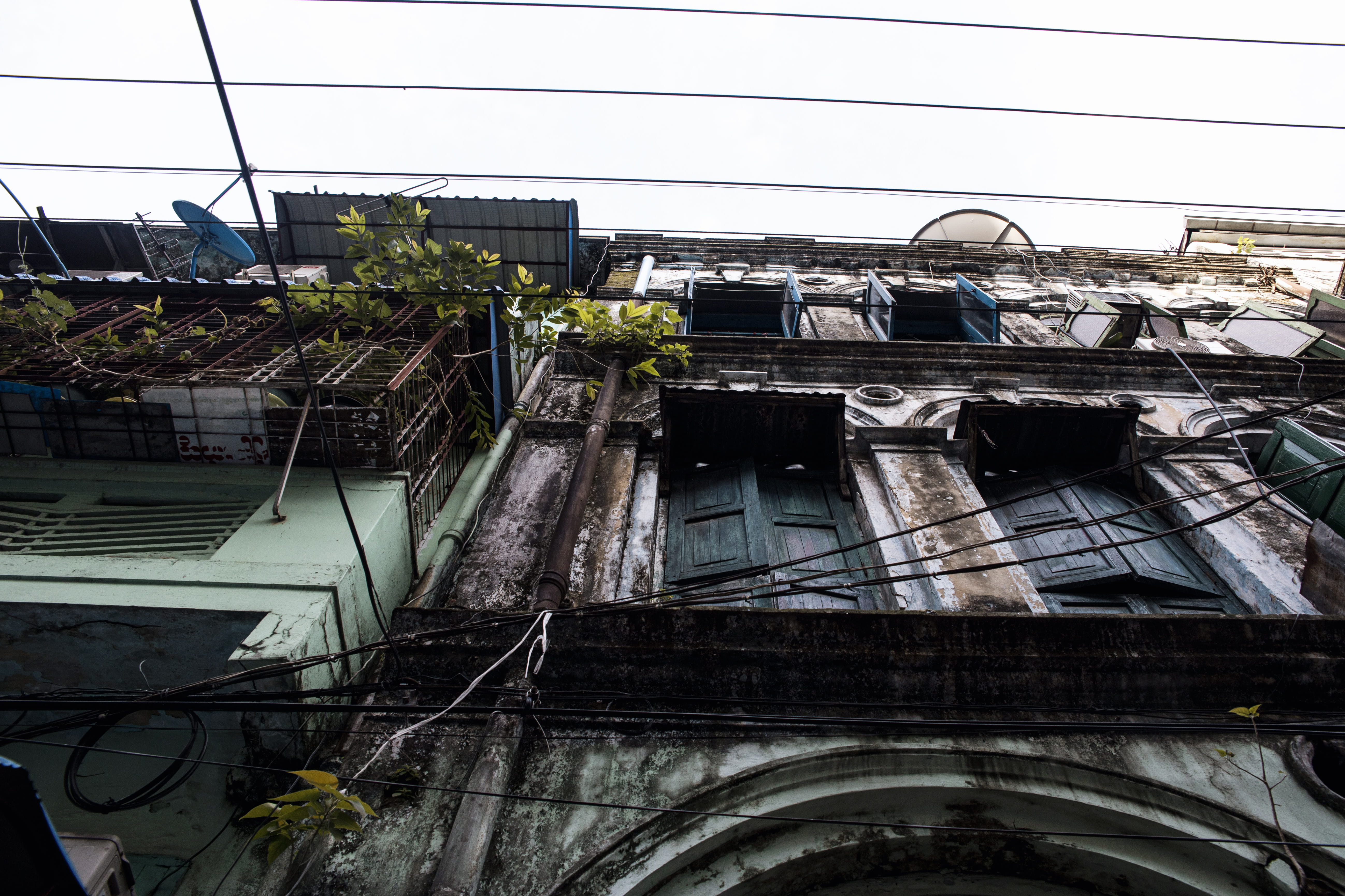 apartment, urban, damaged, yangon, nature, plants, up, 5K, burma, outdoors, plant, myanmar (burma), built structure, city, building exterior, southeast asia, HD Wallpaper