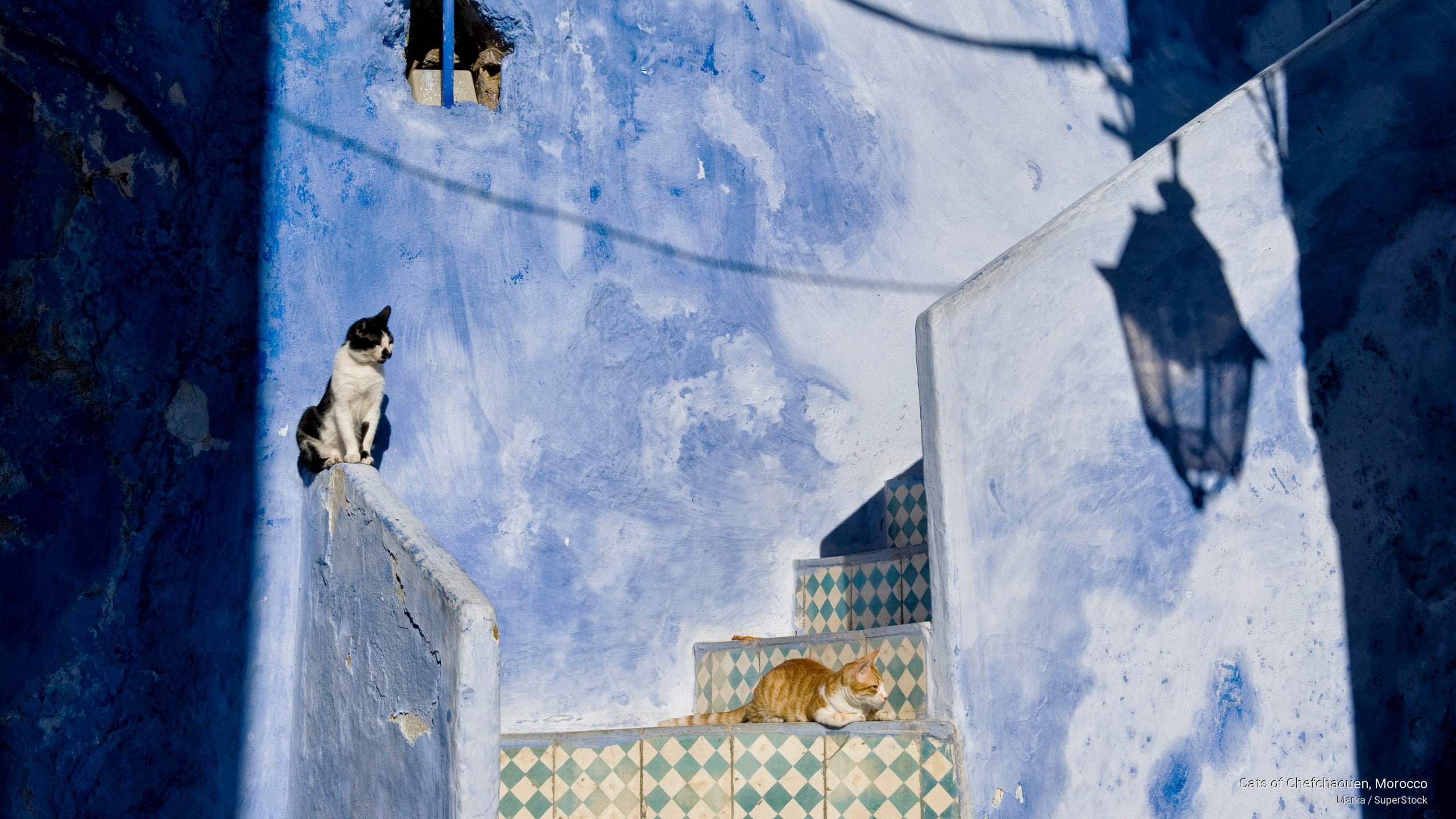 2K, morocco, Cats, chefchaouen, HD Wallpaper