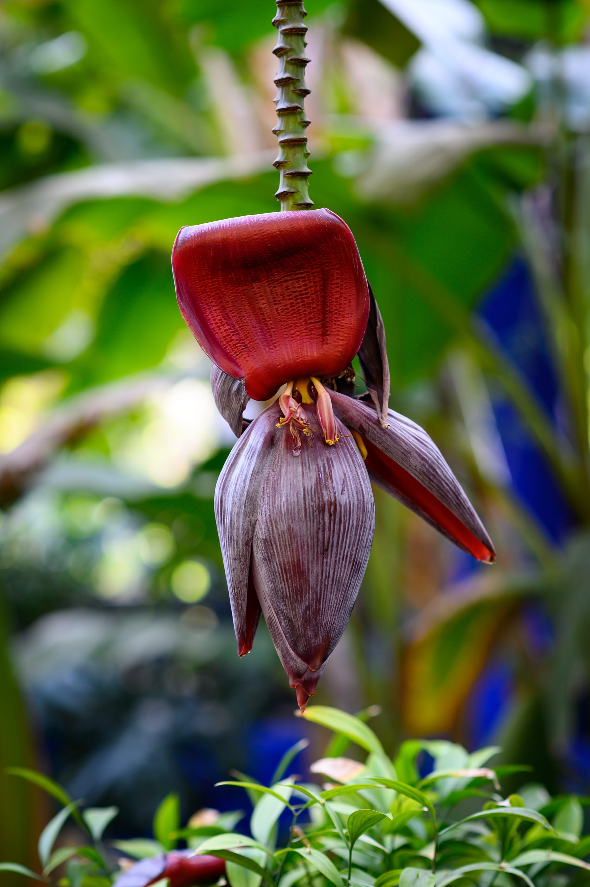 plant part, flower head, garden, plant, blue, majorelle, flowering plant, no people, outdoors, beauty in nature, day, red, blossom, growth, hanging, 2K, Phone HD Wallpaper