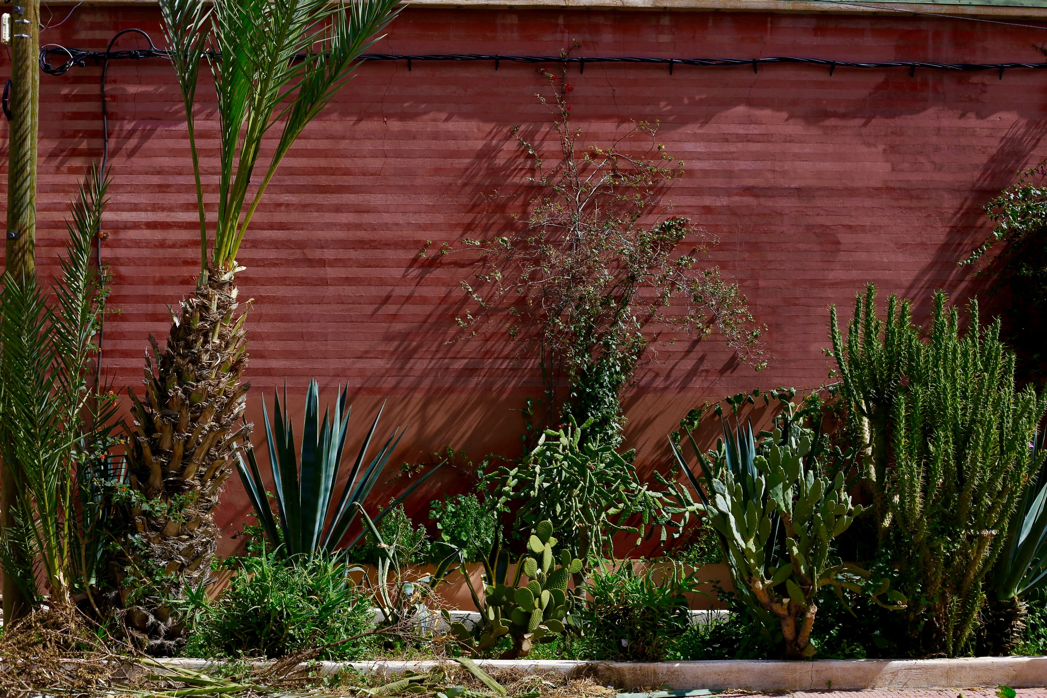 sunshine, beauty in nature, palmtrees, brick, house, morocco, growth, cactus, tree, front or back yard, building exterior, day, shadows, marrakech, plant, HD Wallpaper