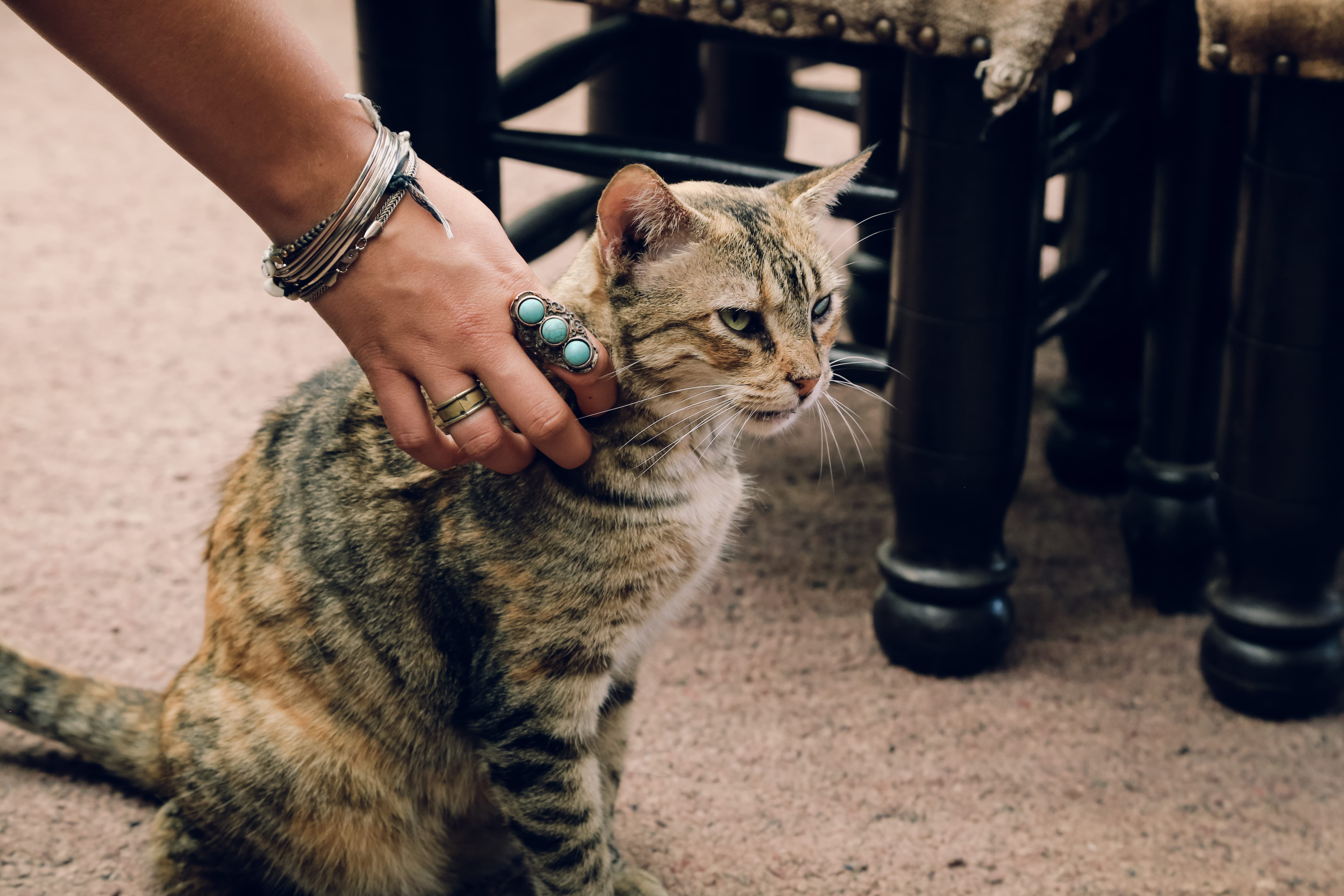 tourist, jardin majorelle, kitten, experince, marrakesh, domestic animals, lifestyles, traveling, floor, body part, human body part, vertebrate, whisker, HD Wallpaper