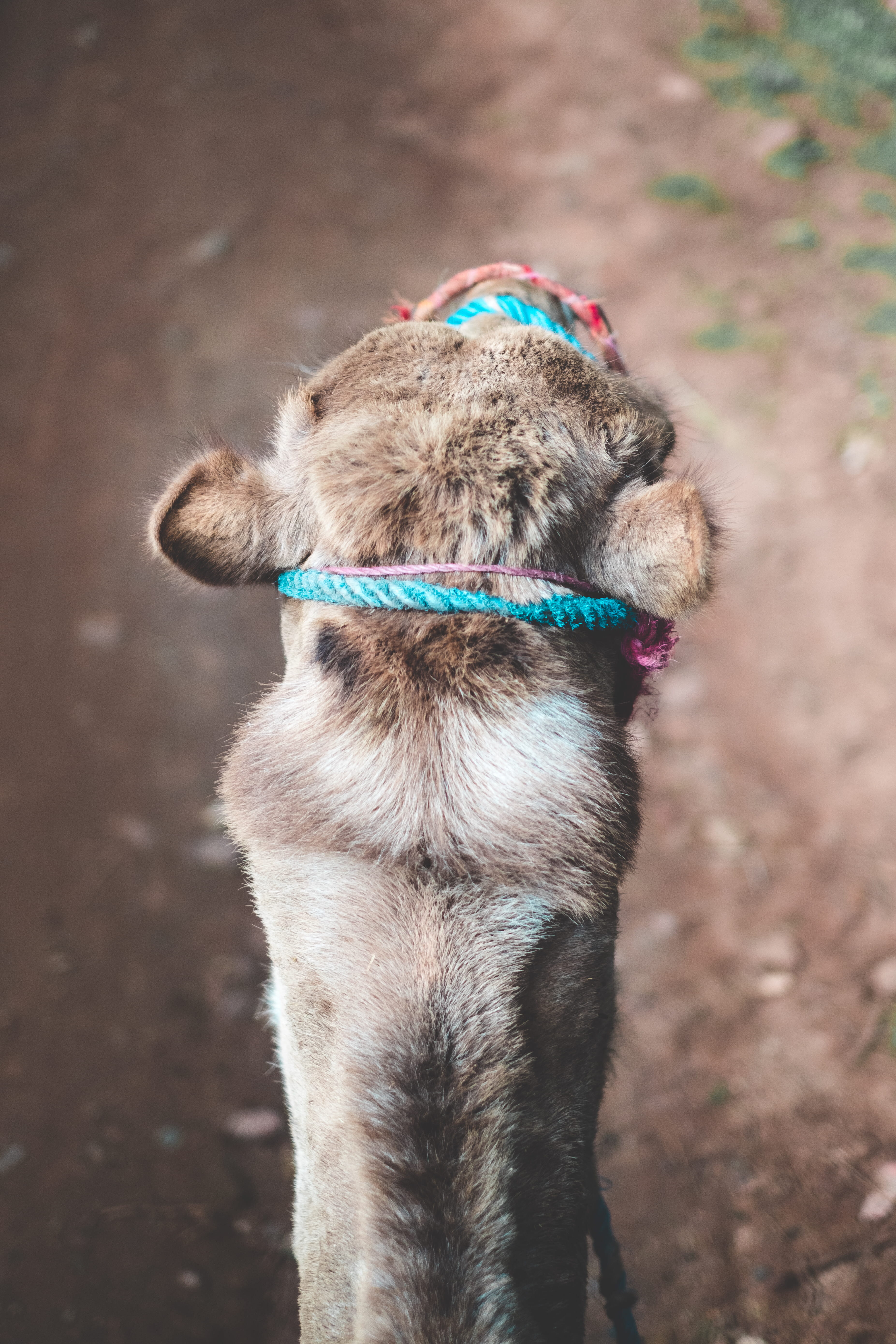 5K, nature, domestic, blur, terrier, animal eye, bokeh, rope, animal head, pet collar, camel, domestic animals, marrakesh, head, leash, soft, pet, animal, Phone HD Wallpaper