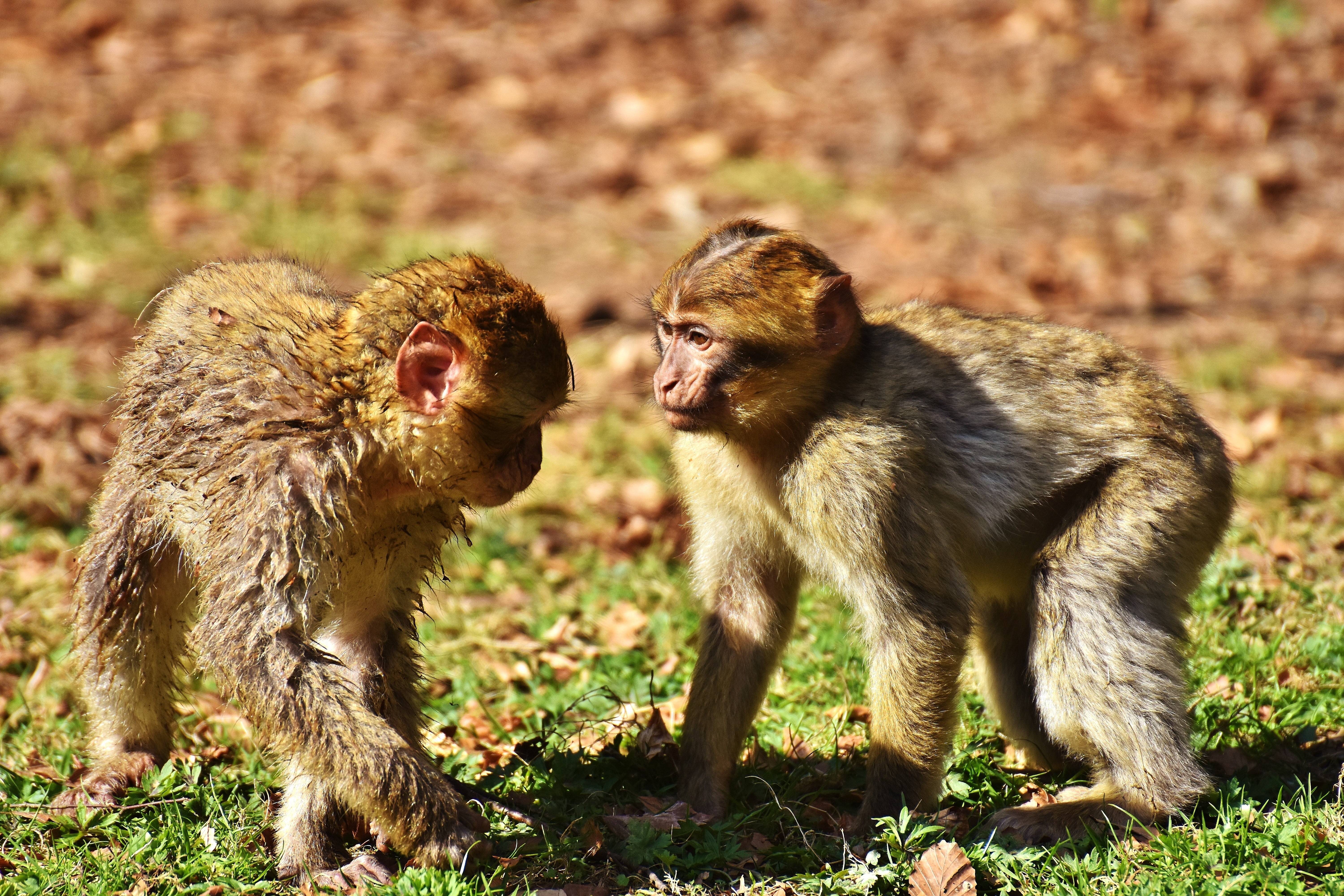 field, no people, 5K, cute, two animals, baboon, animal family, young animal, nature, monkey mountain salem, outdoors, zoo, berber monkeys, endangered species, HD Wallpaper