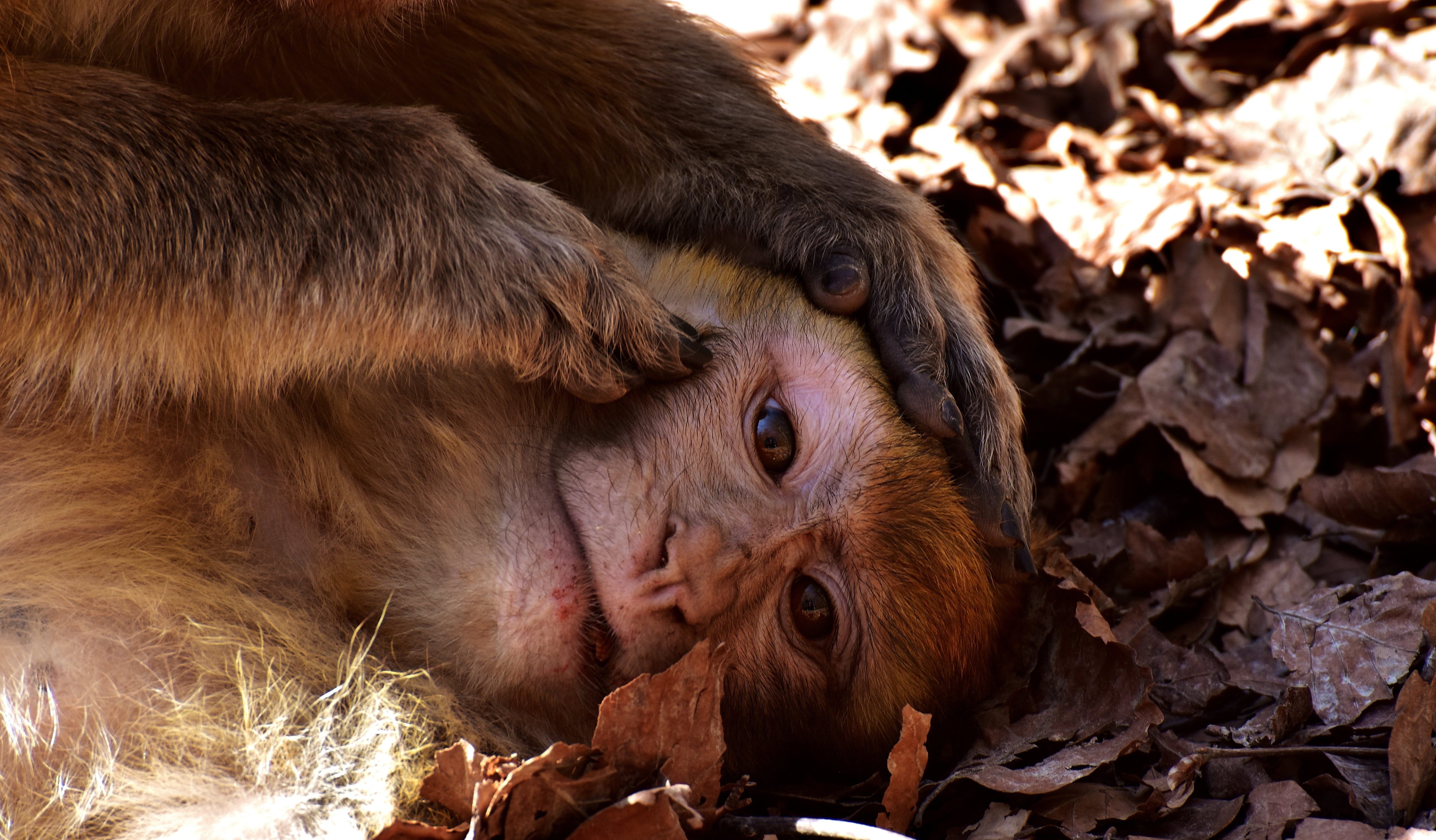 closeup, land, no people, animal family, one animal, close-up, endangered species, nature, day, 5K, leaf, primate, animals in the wild, outdoors, berber monkeys, HD Wallpaper